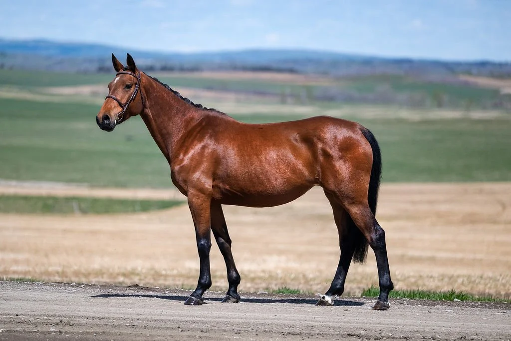 Rumour KVS. 2021 Carrera VDL mare out of a proven Phin Phin mare. KWPN-registered. For sale in Alberta, Canada. Show jumping prospect. Lightly started.