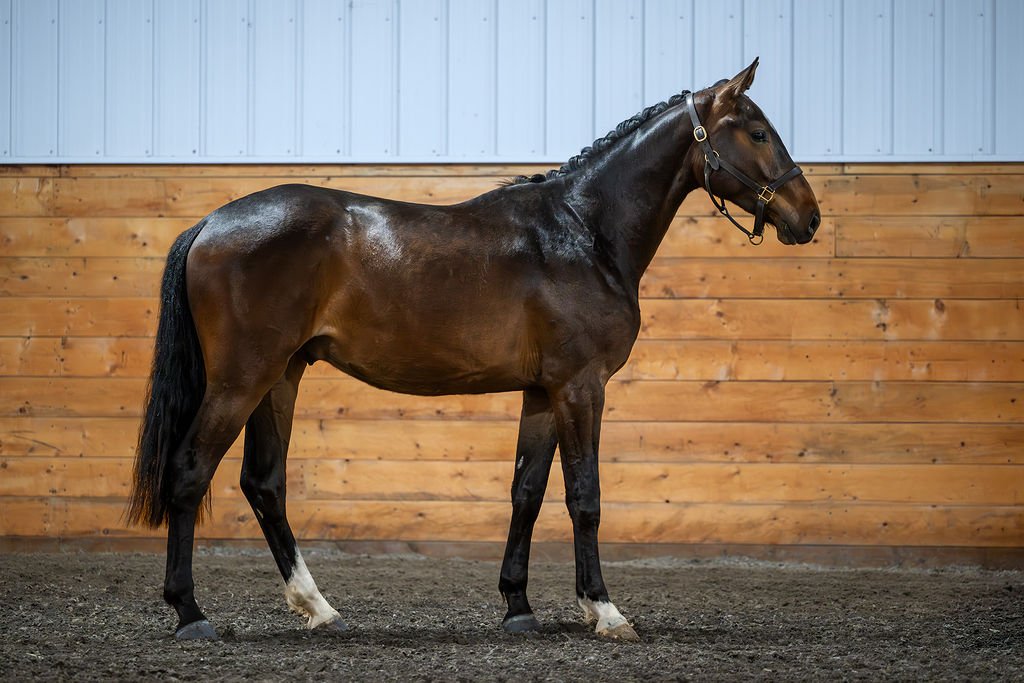 Uptown KVS. 2024 Comthago x Tangelo vd Zuuthoeve x Phin Phin gelding. Show jumping prospect. For sale in Canada.