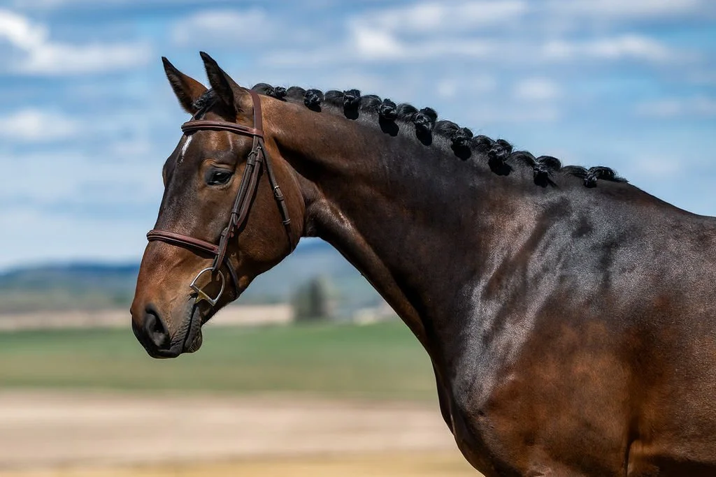 Talisker KVS. 2023 Glasgow van't Merelsnest x Cavalier x Contender gelding. KWPN-registered. For sale in Canada. Showjumping prospect.