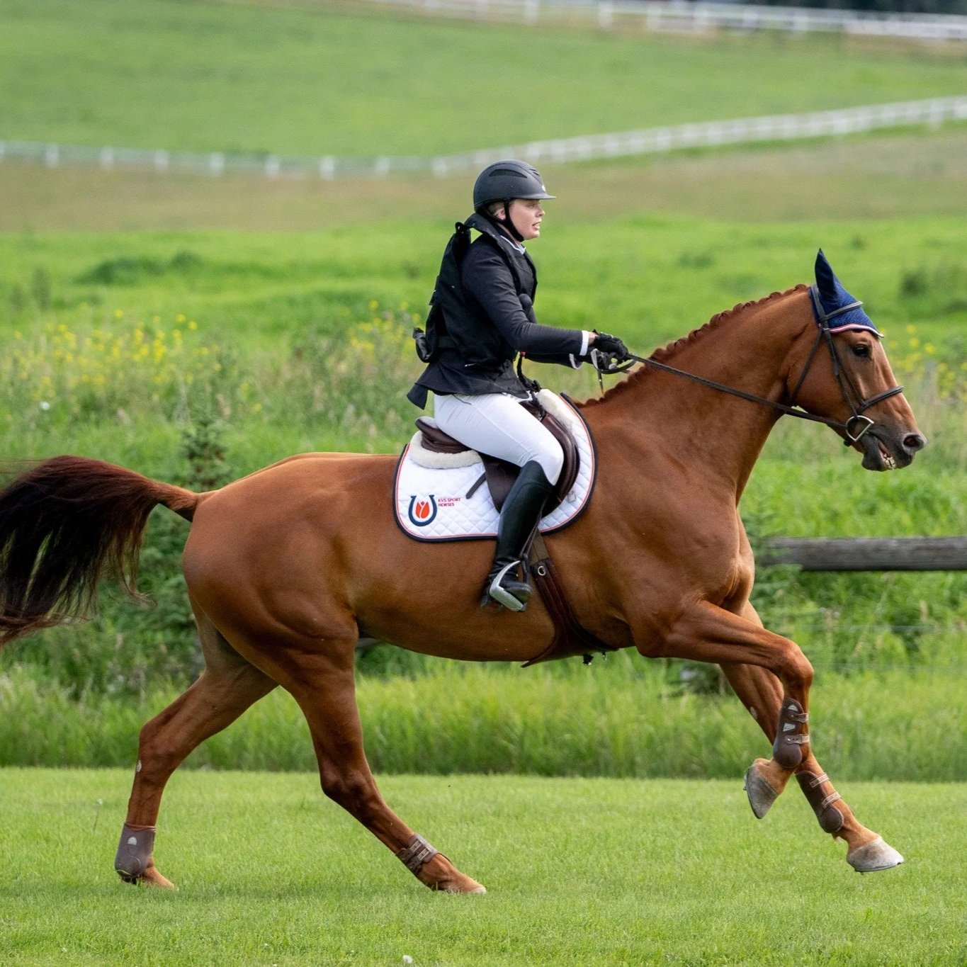 KWPN 2019 Phin Phin gelding. 1.00m jumper. For sale Canada.