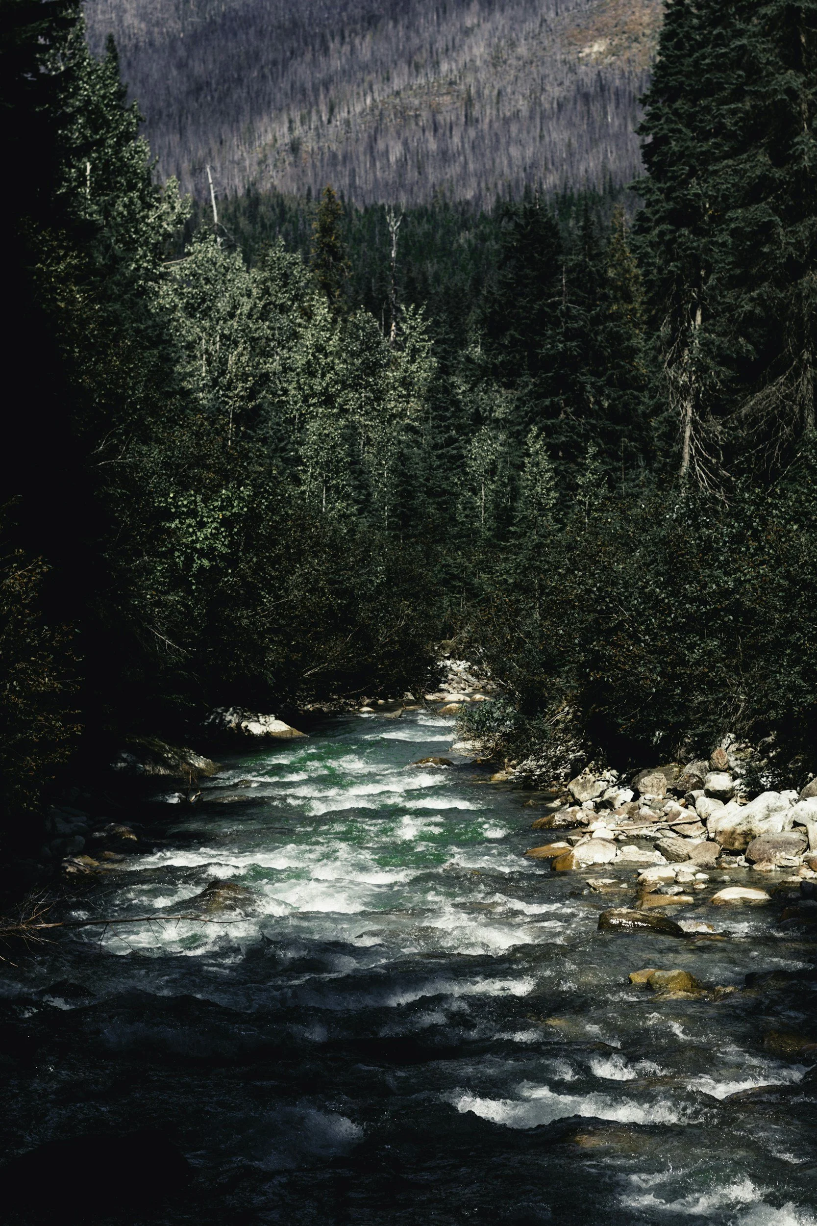 A mountain river flowing through a dense pine forest with rocky banks and a mountain slope in the background.