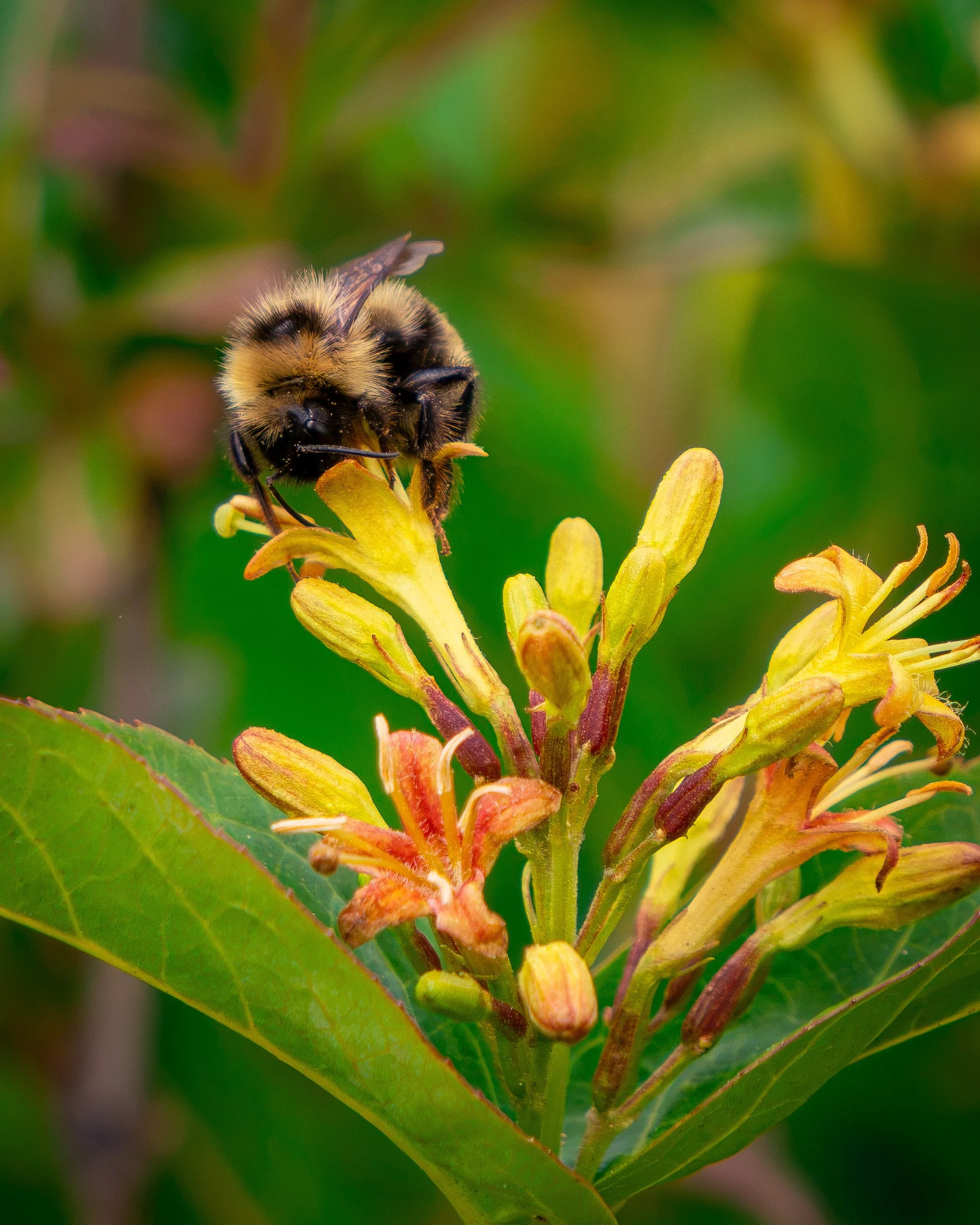 Bee-1-2.jpg