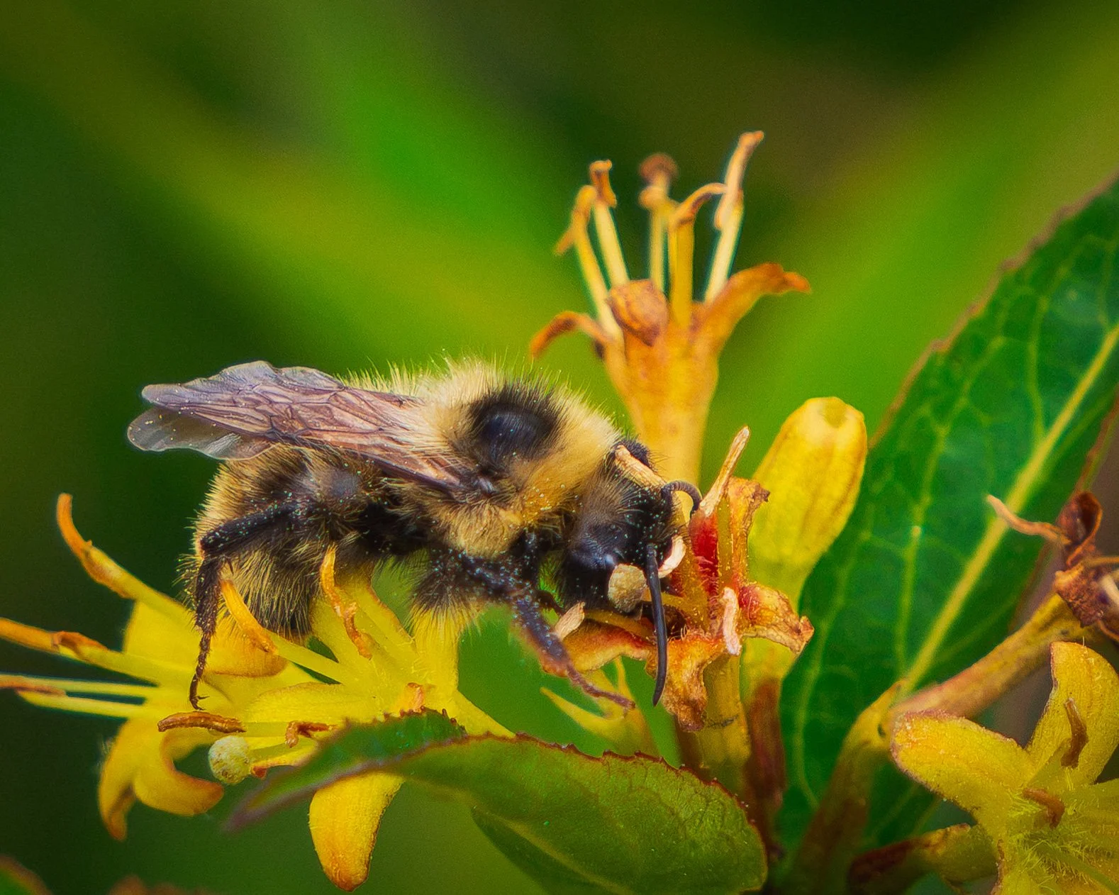 Bee-1-9.jpg