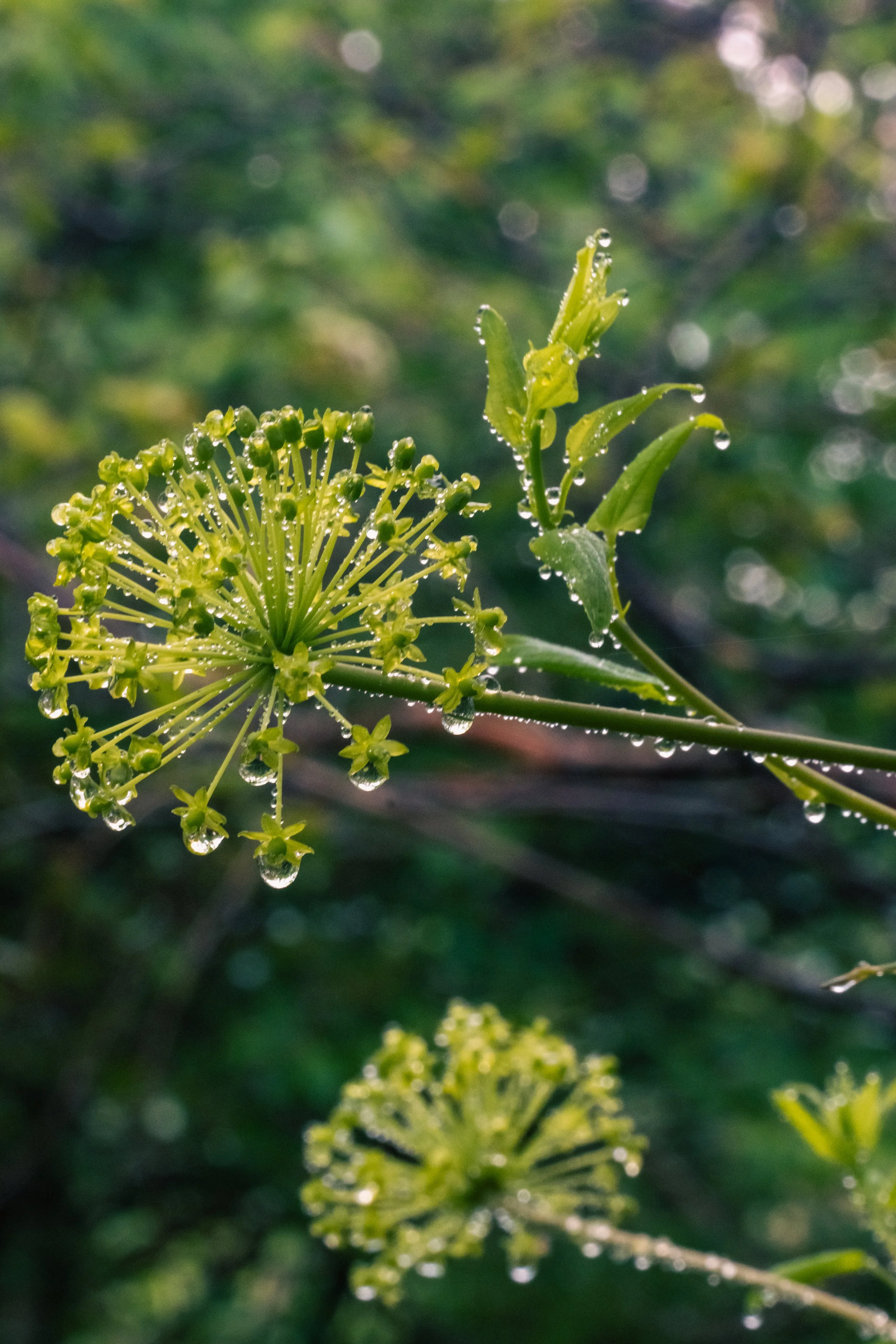 Waterrock Knob-1-8.jpg