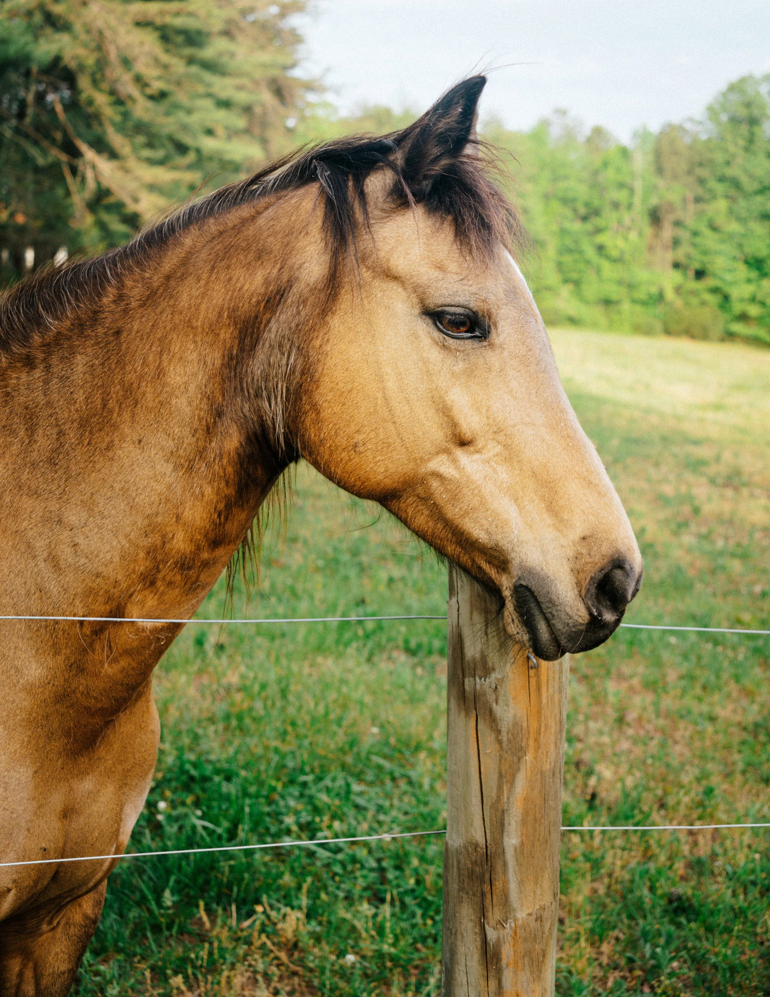 Horse-1.jpg