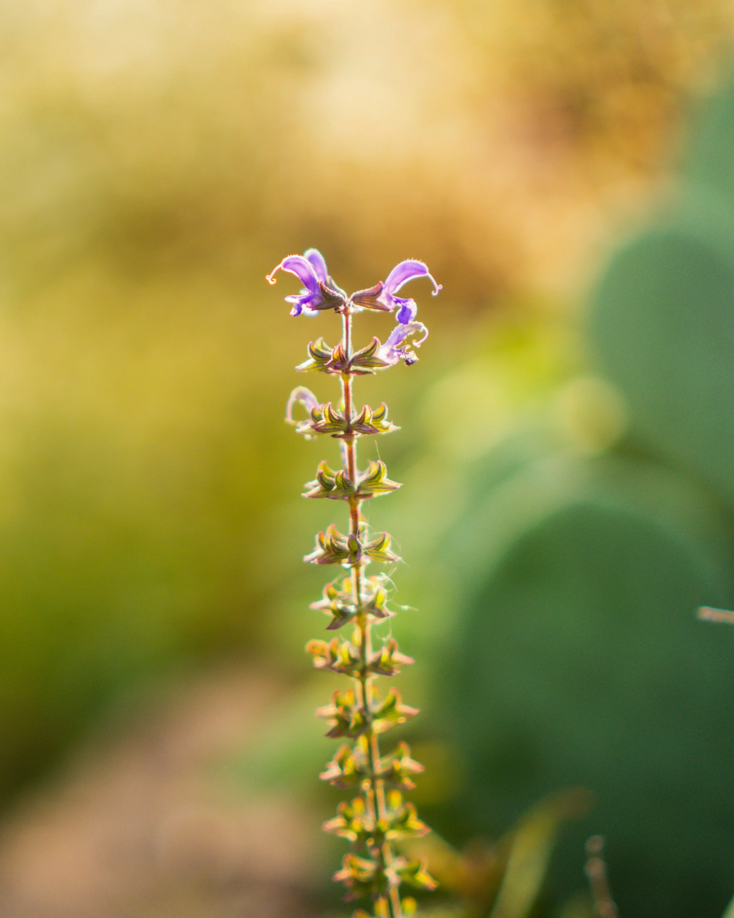 Gardens-1-2.jpg