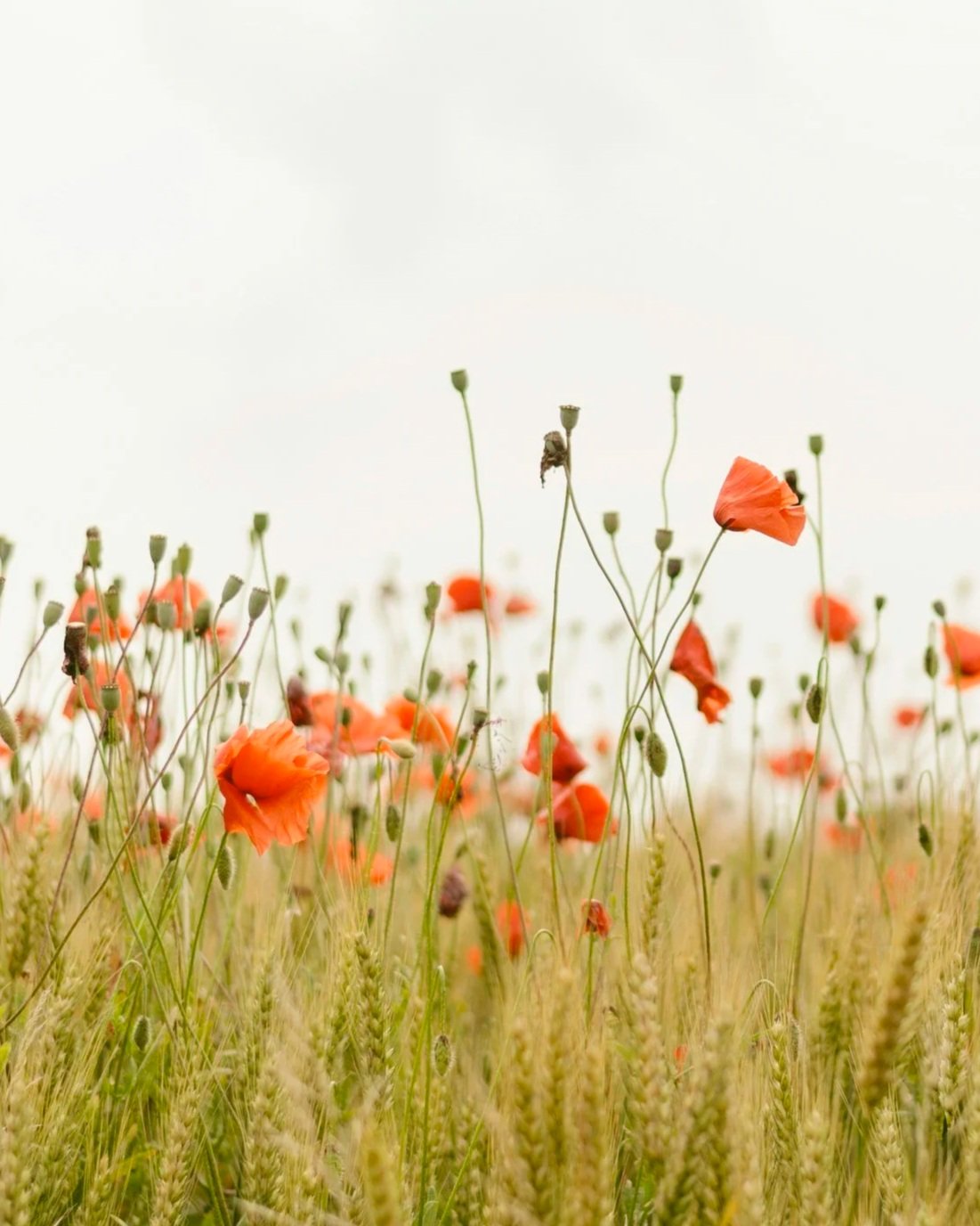A field of tall wheat stalks with bright red poppies blooming among them, under a light, overcast sky.