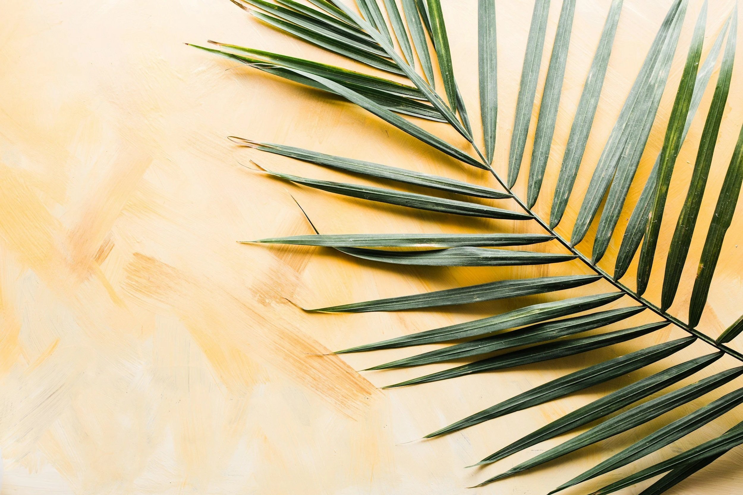 A green palm frond resting on a yellow wooden surface.