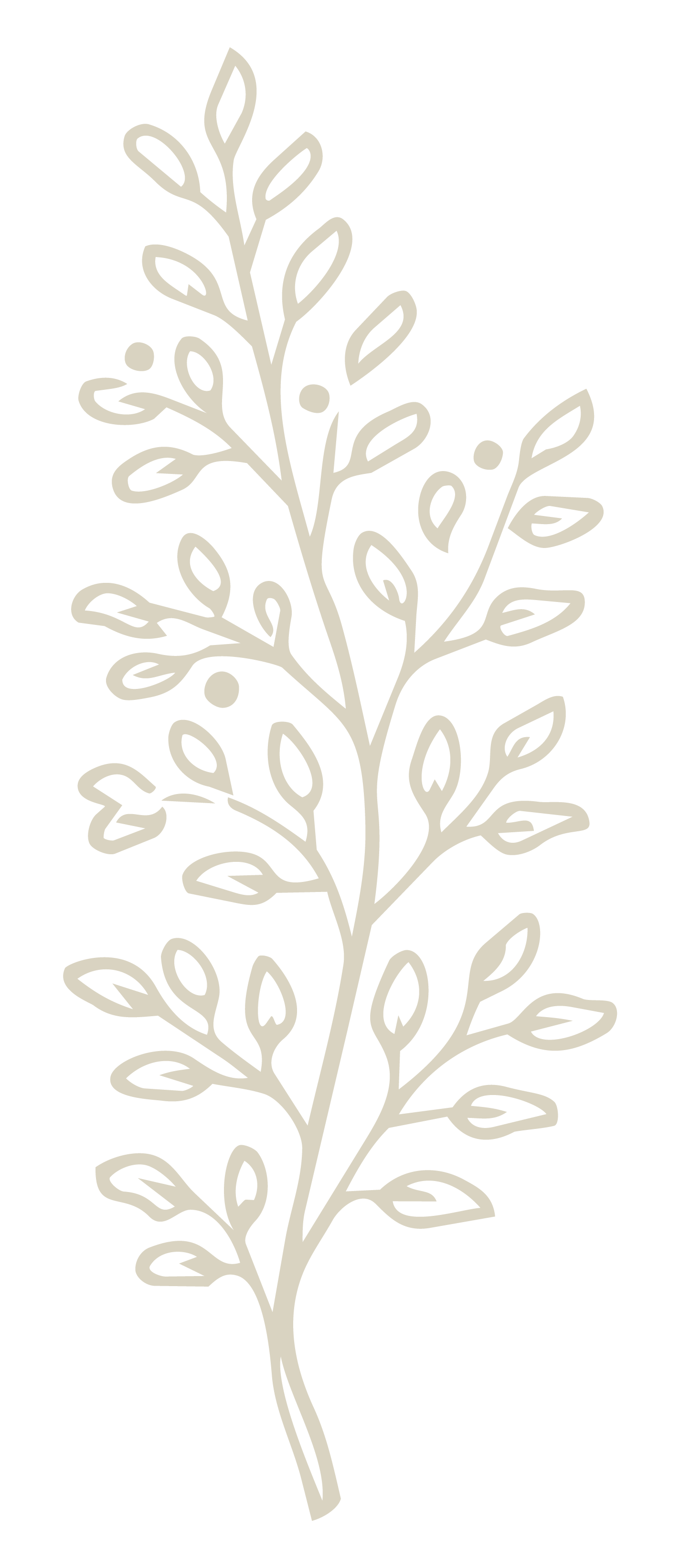 A minimalist line drawing of a sprig with leaves and small round berries or buds on a black background.