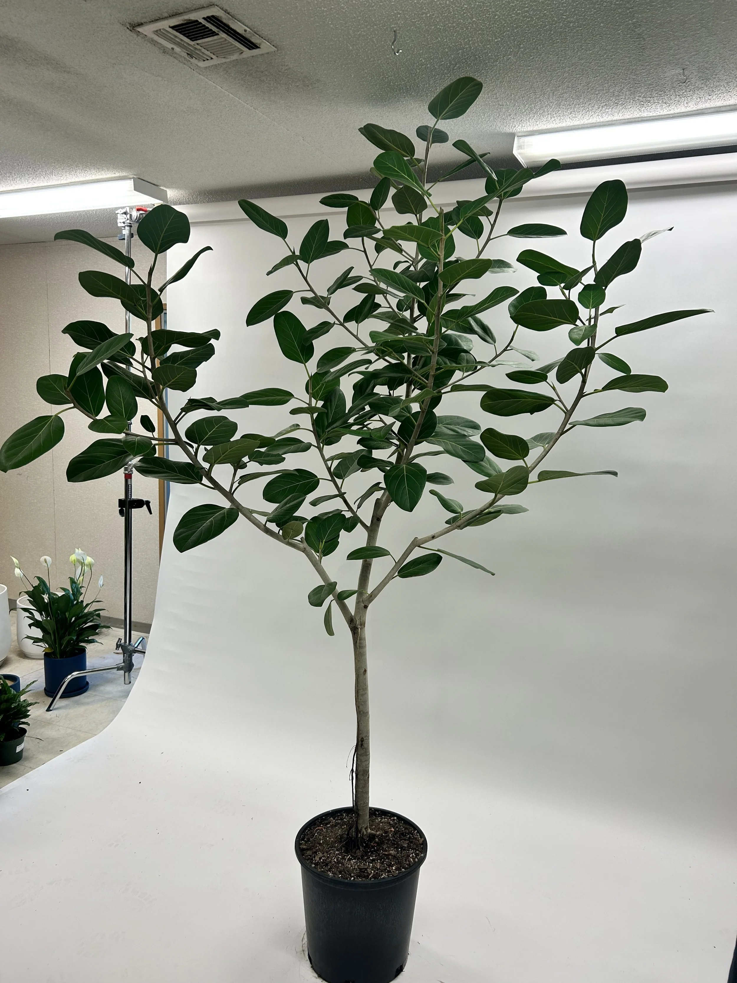 A large potted indoor plant with broad green leaves placed against a white backdrop in a room with fluorescent lighting.