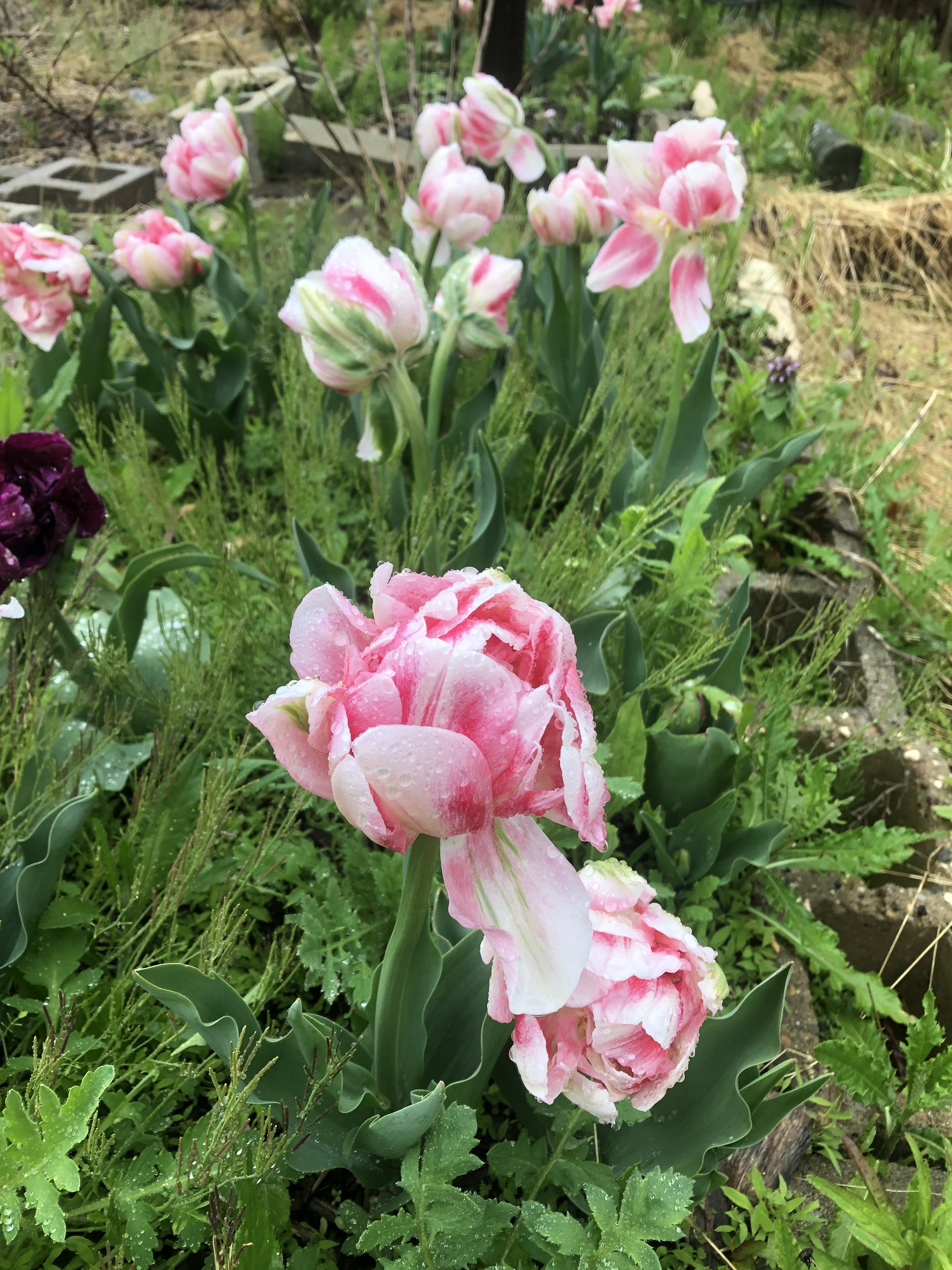 Pink and white tulips with water droplets in a garden with green foliage.