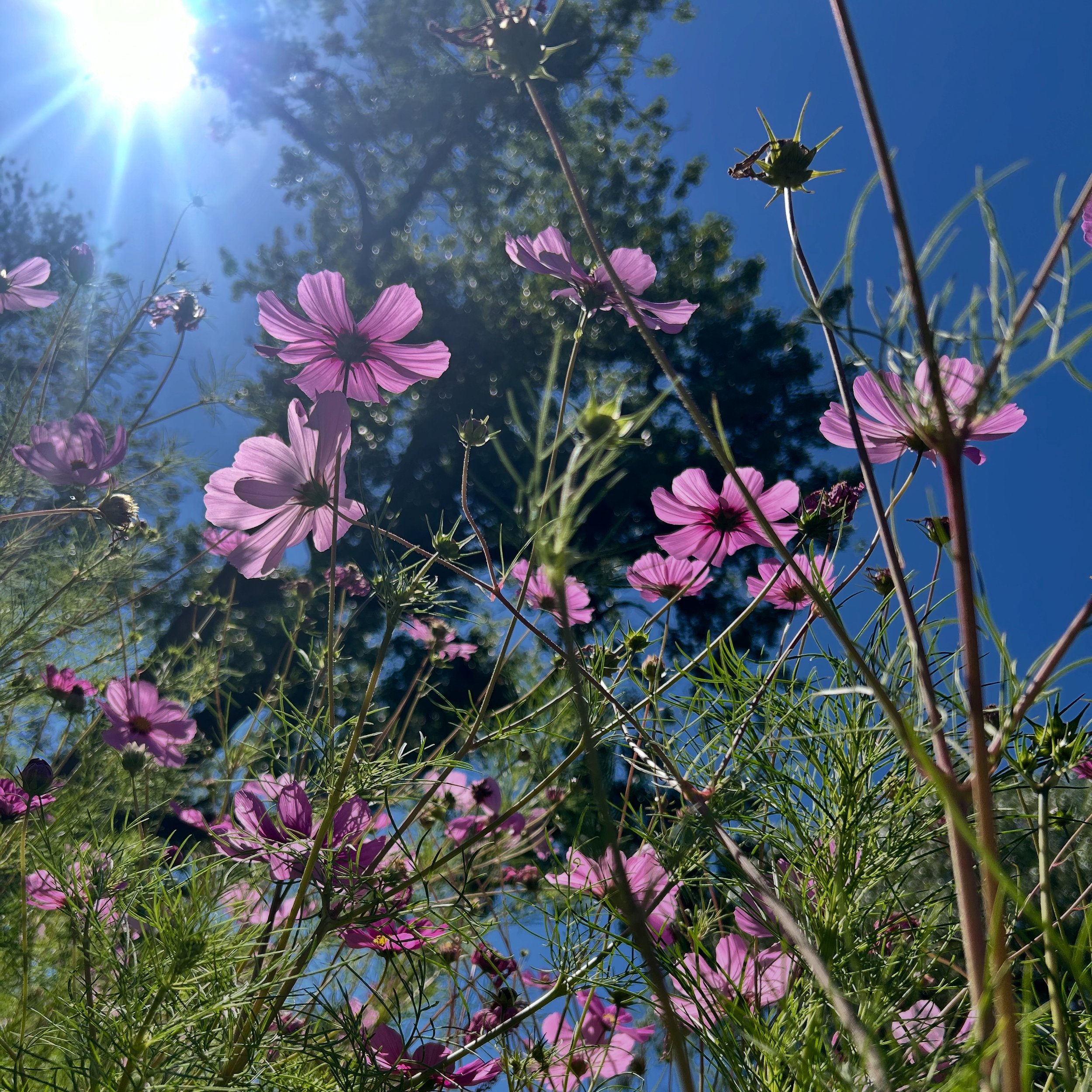 Pink flowers with thin green stems and leaves growing towards a bright sun in a clear blue sky.
