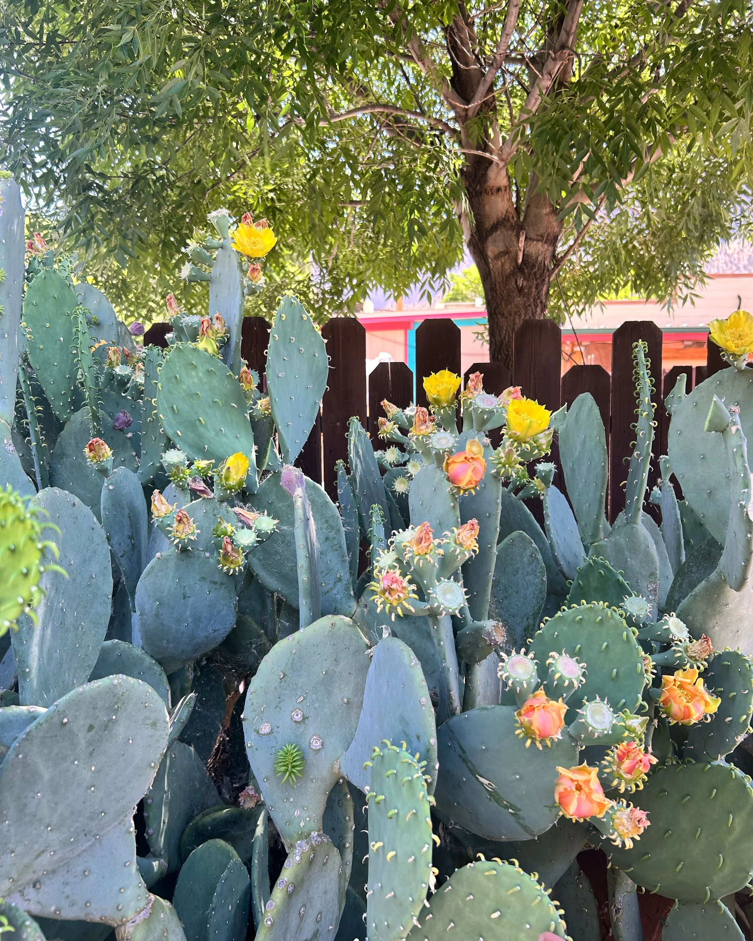 Cacti with yellow, pink, and orange flowers in a garden with a wooden fence and a tree with broad green leaves in the background.