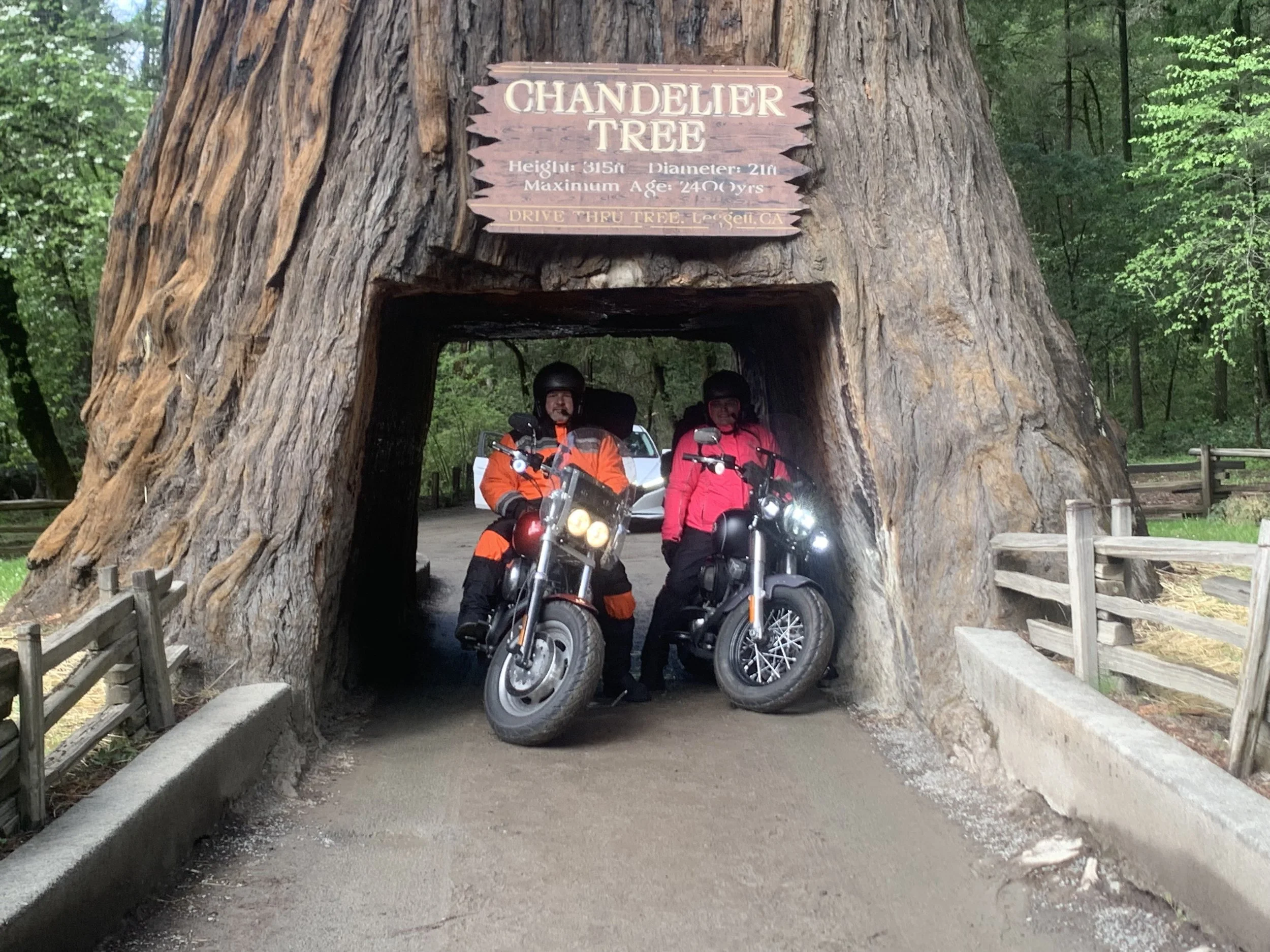 Chandler tree bikes 2023.jpg
