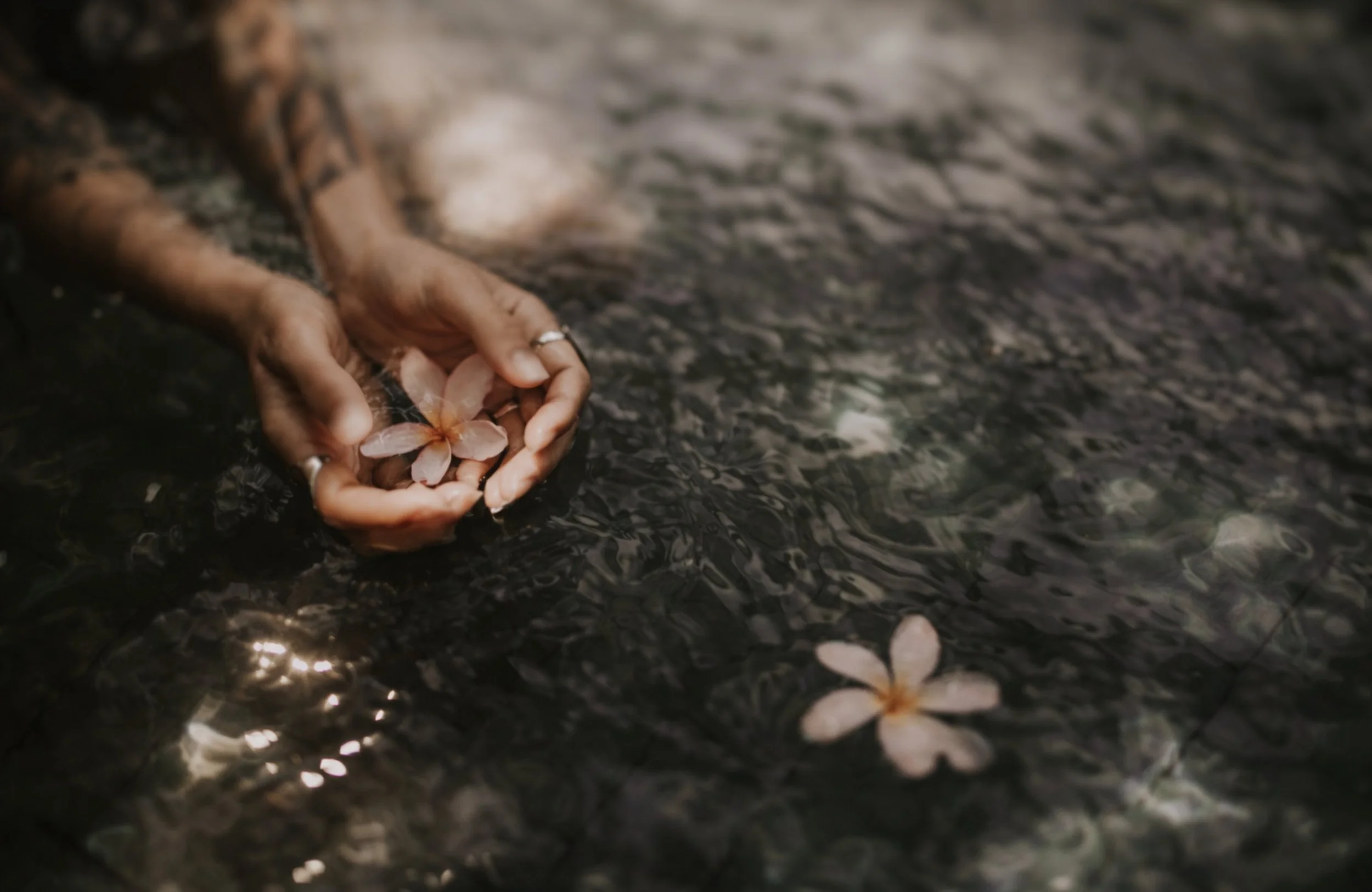 Hands gently holding pink cherry blossom flowers over dark water with ripples.