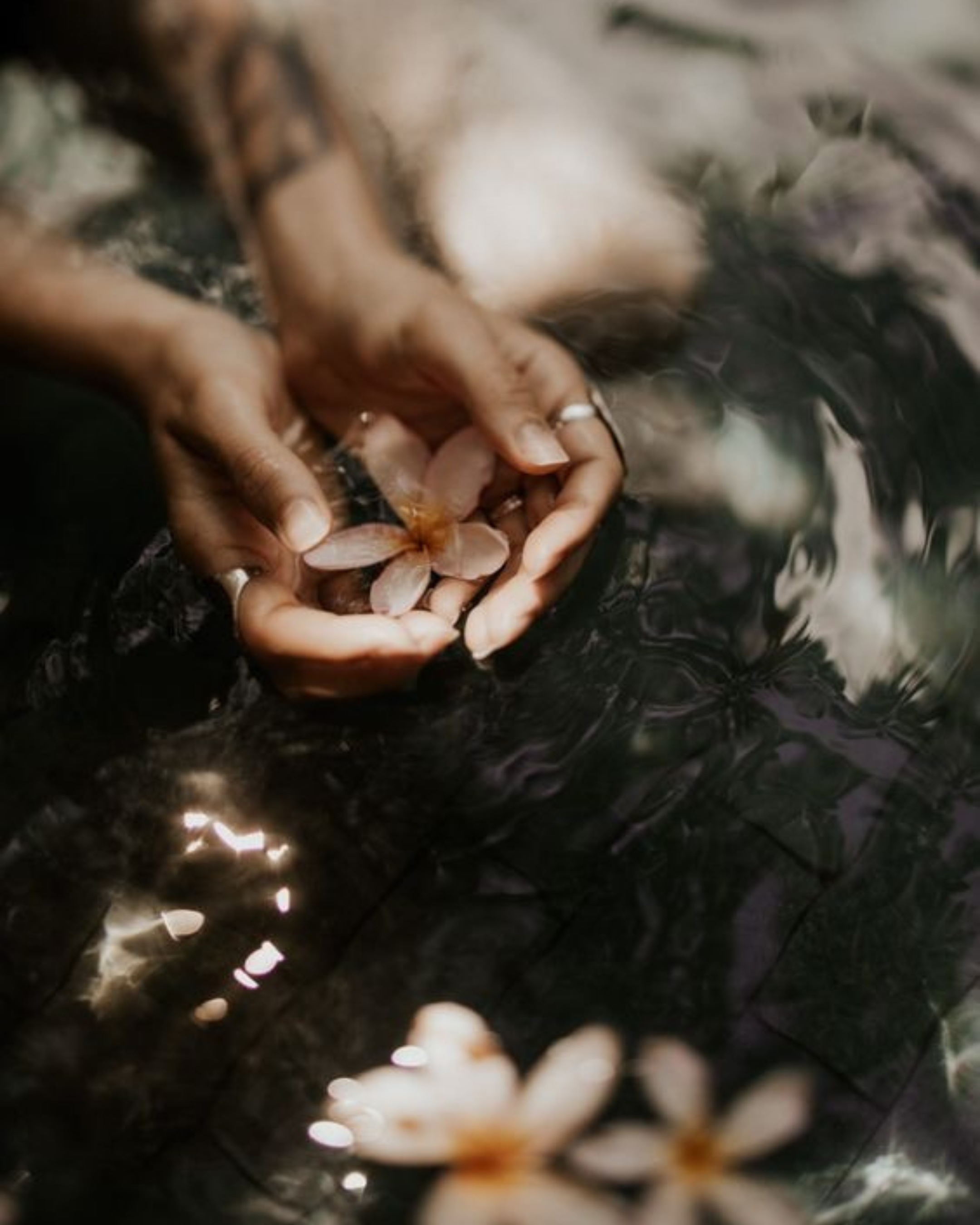 Close-up of Natalie Seigne’s hands holding a pink flower over water, symbolising intuitive awareness and spiritual development. Reflecting her mentorship guiding others to deepen intuition, energy sensitivity and inner clarity.