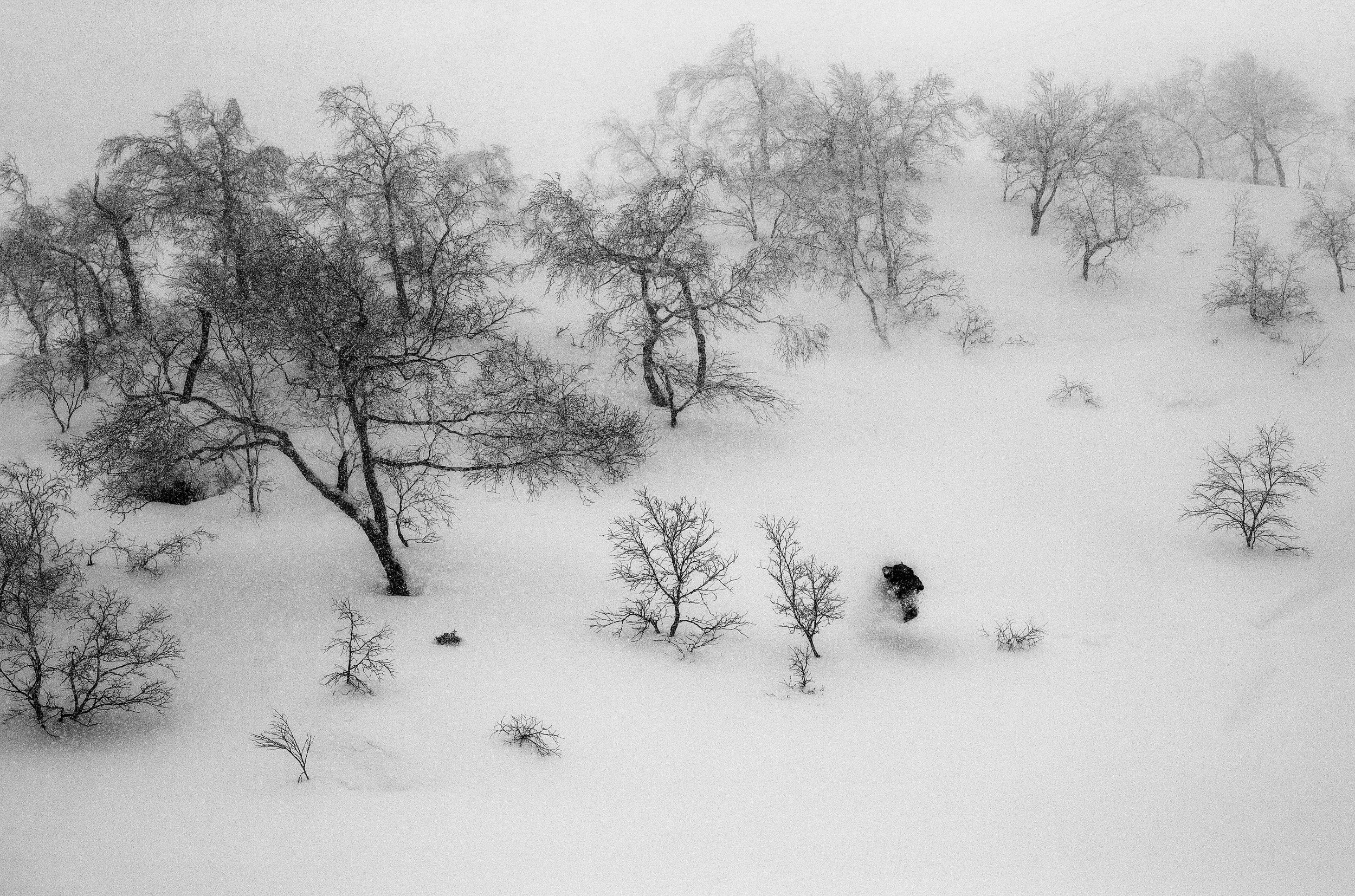 PEARE_Doran Laybourn_Asahidake_25R1989.jpg