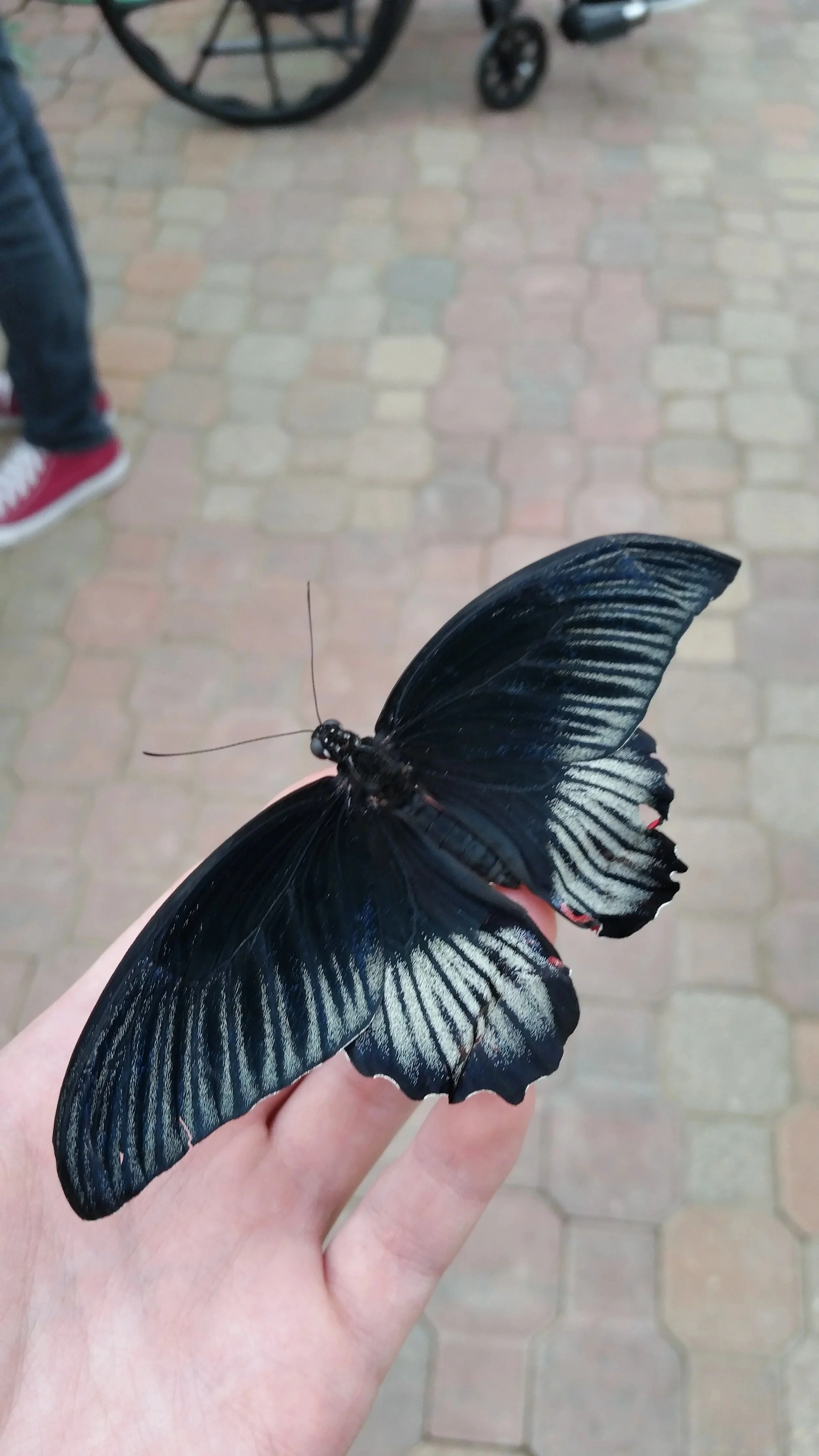 imgi_37_20160614_105632.jpg