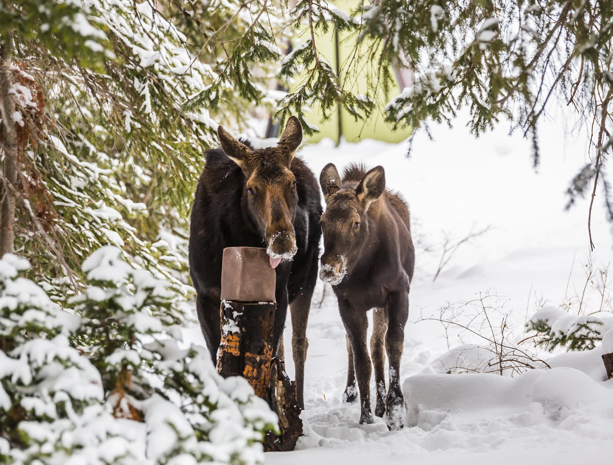 Brighton Estates Interim Membership