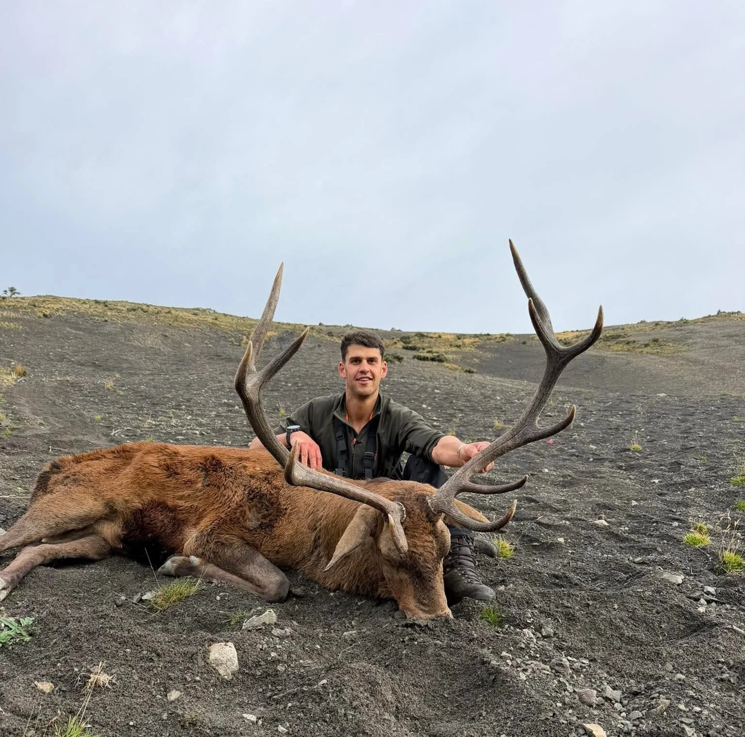 red stag