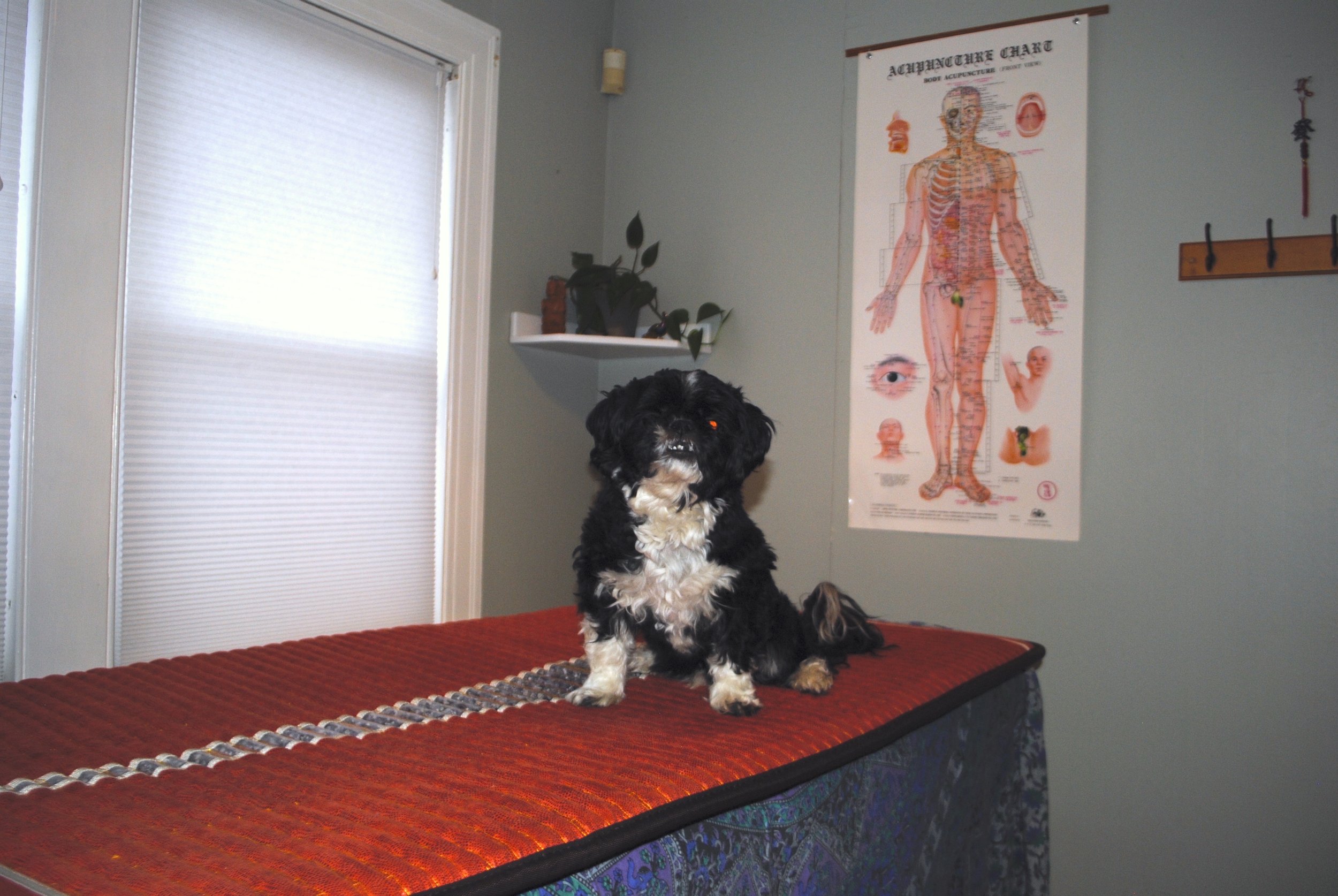 Boshi dog modeling the new medicrystal IR heated mat