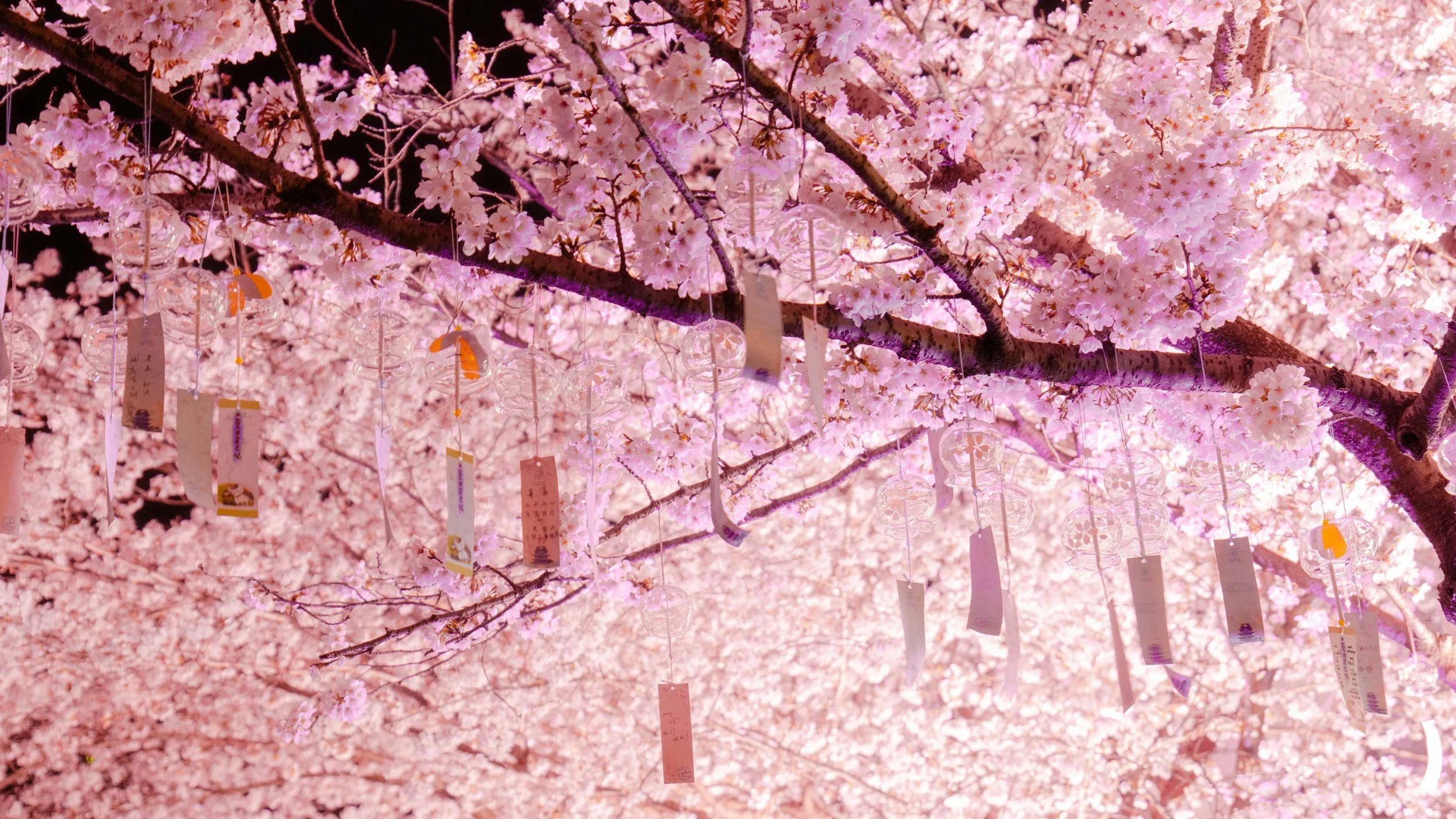 Hanami: Japan’s timeless celebration of cherry blossoms