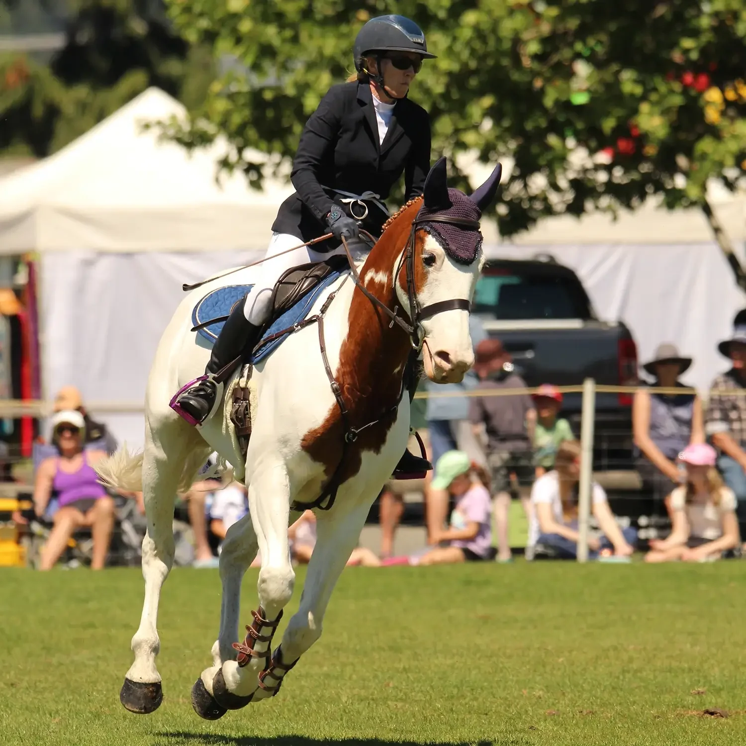 Highlight of the A&P Show Marlborough