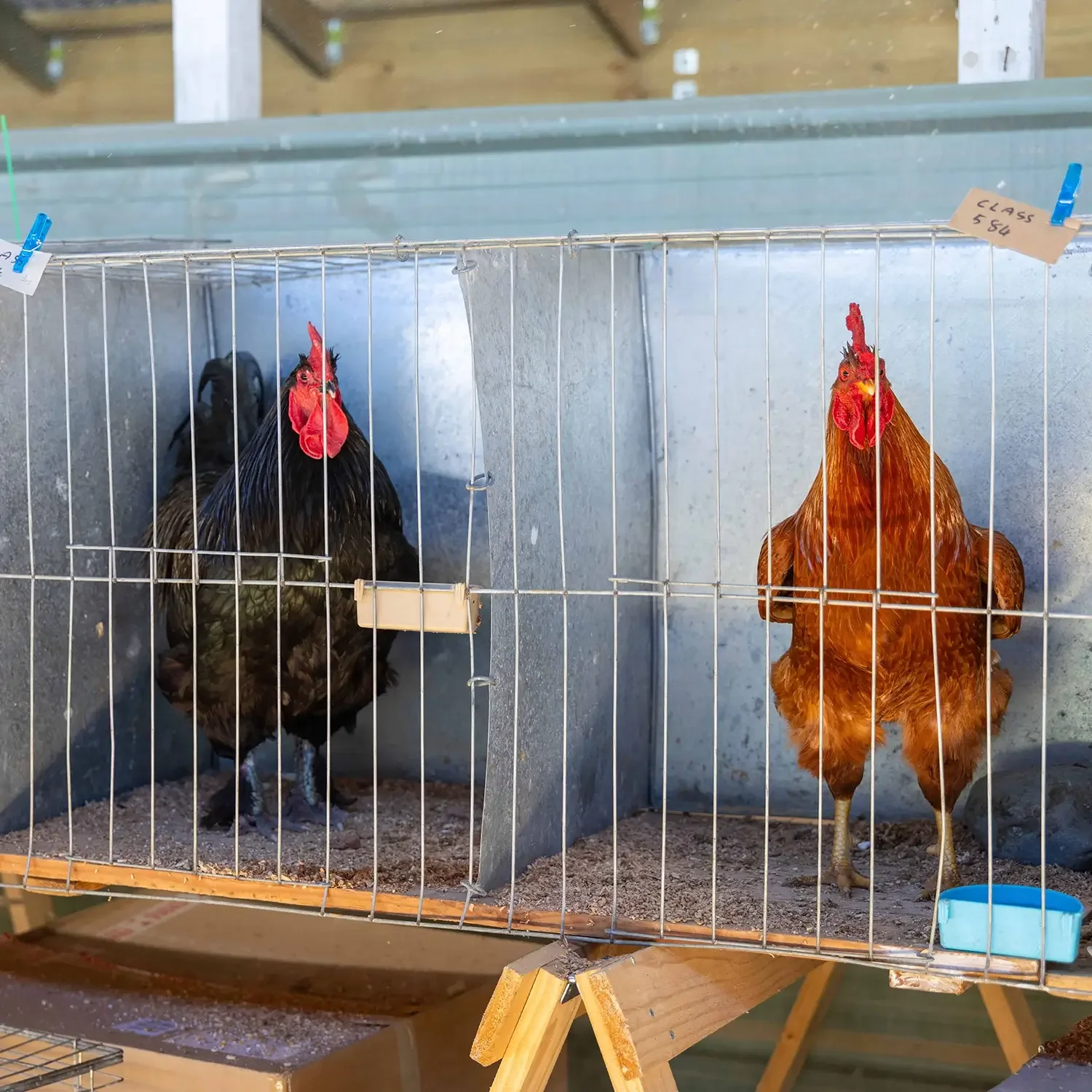 Highlight of the A&P Show Marlborough