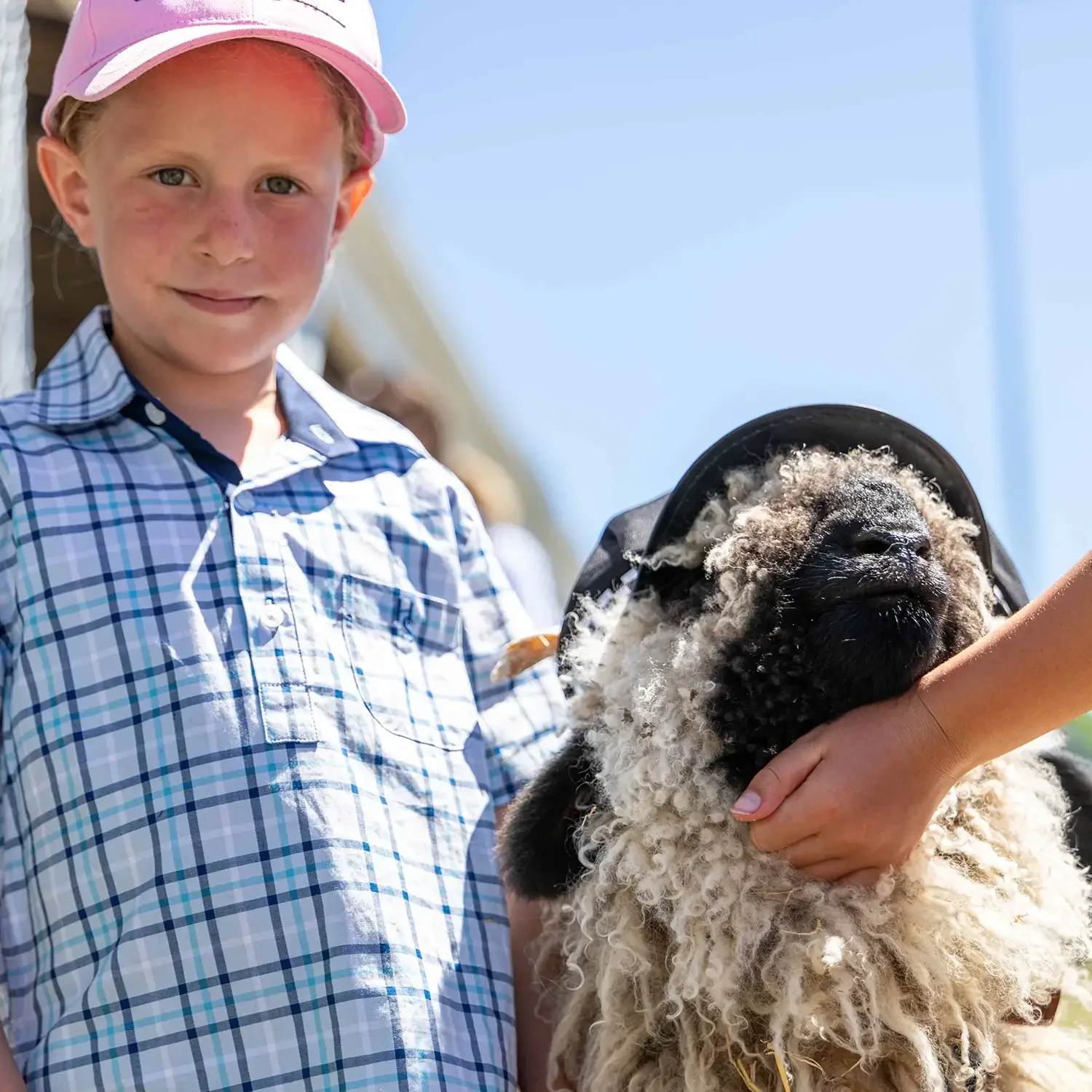 Highlight of the A&P Show Marlborough