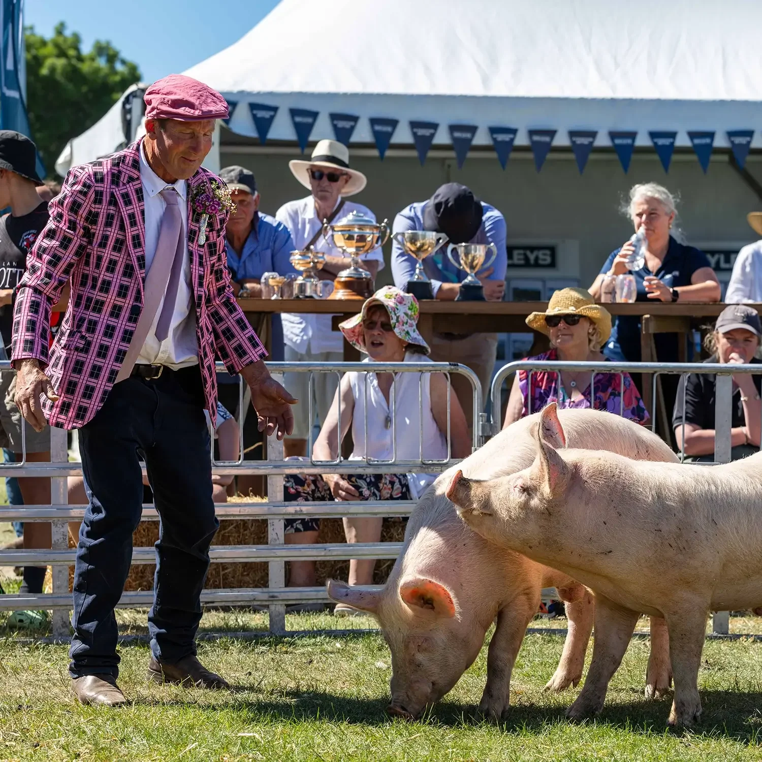  Livestock  
Sheep, Wool, Shearing, Dog Trials, Poultry, Pigs, Cattle and Seeds