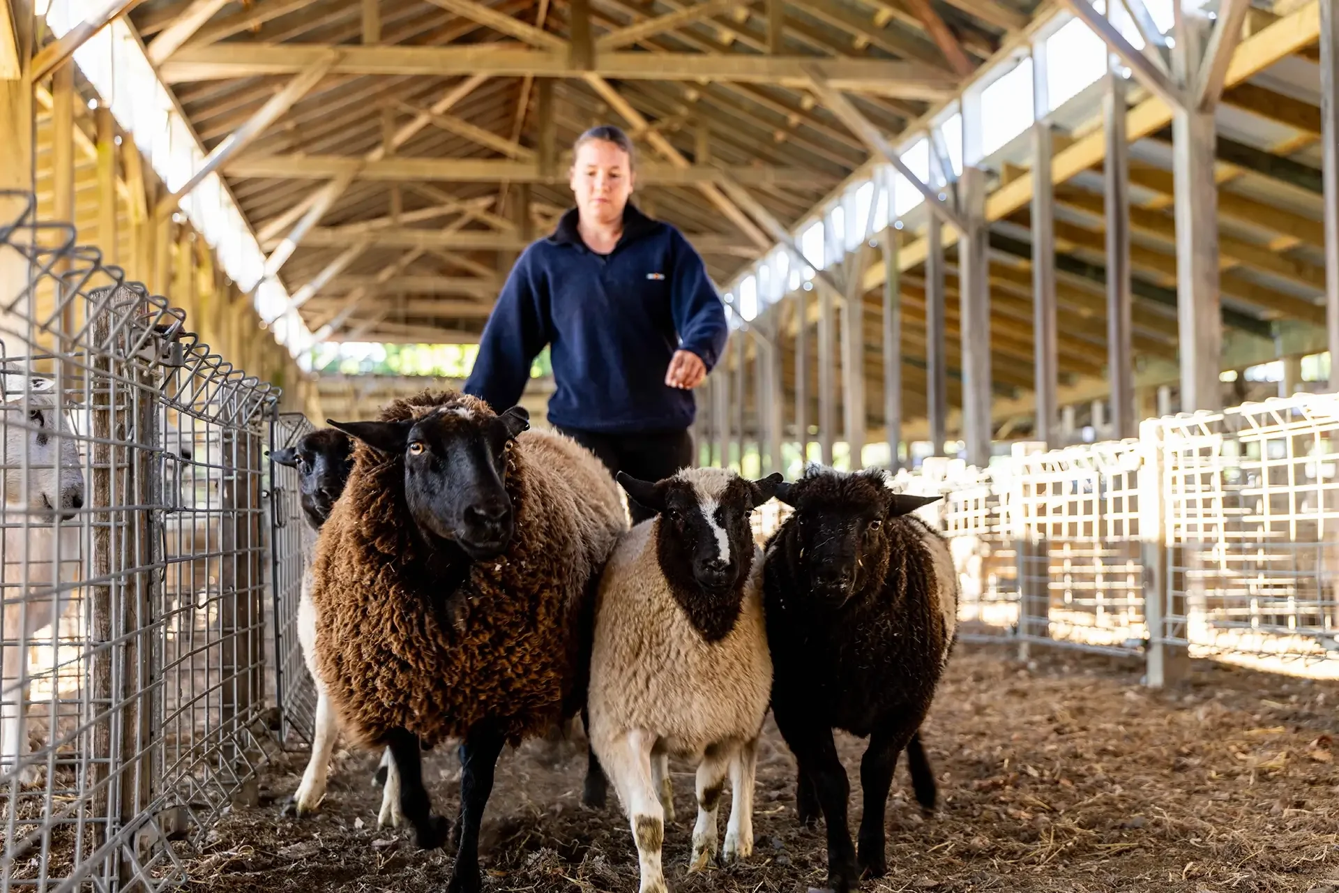 Marlborough A&P Show a much loved annual event