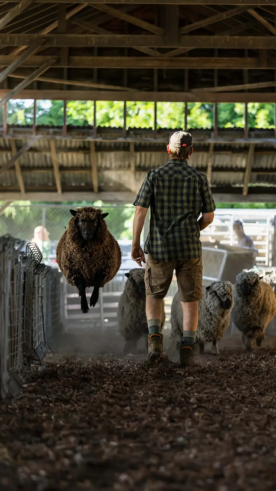 Sheep Pavilion Fundraiser - A&P Show Marlborough