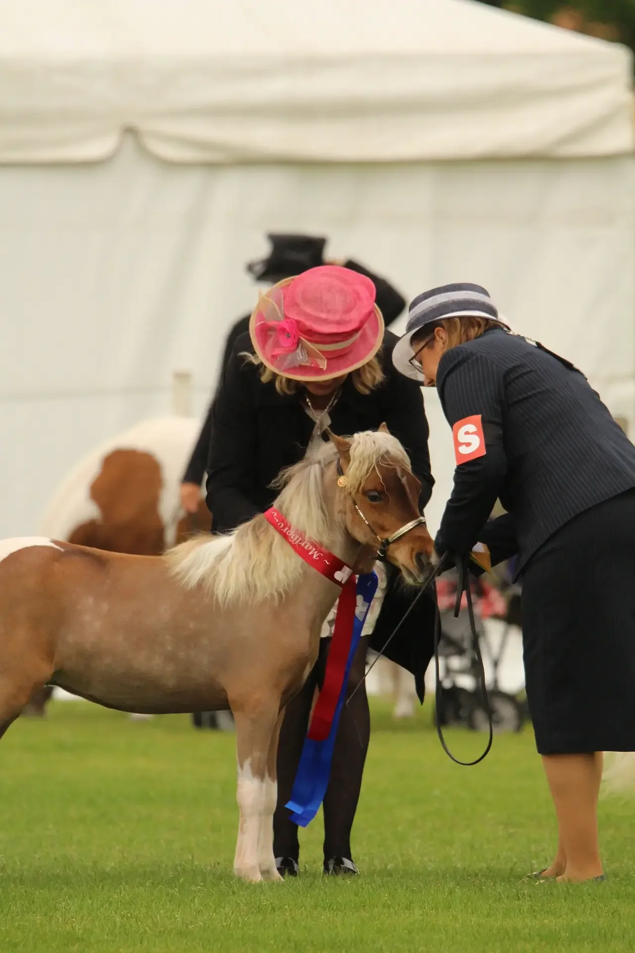 Equestrian events at the A&P Show Marlborough