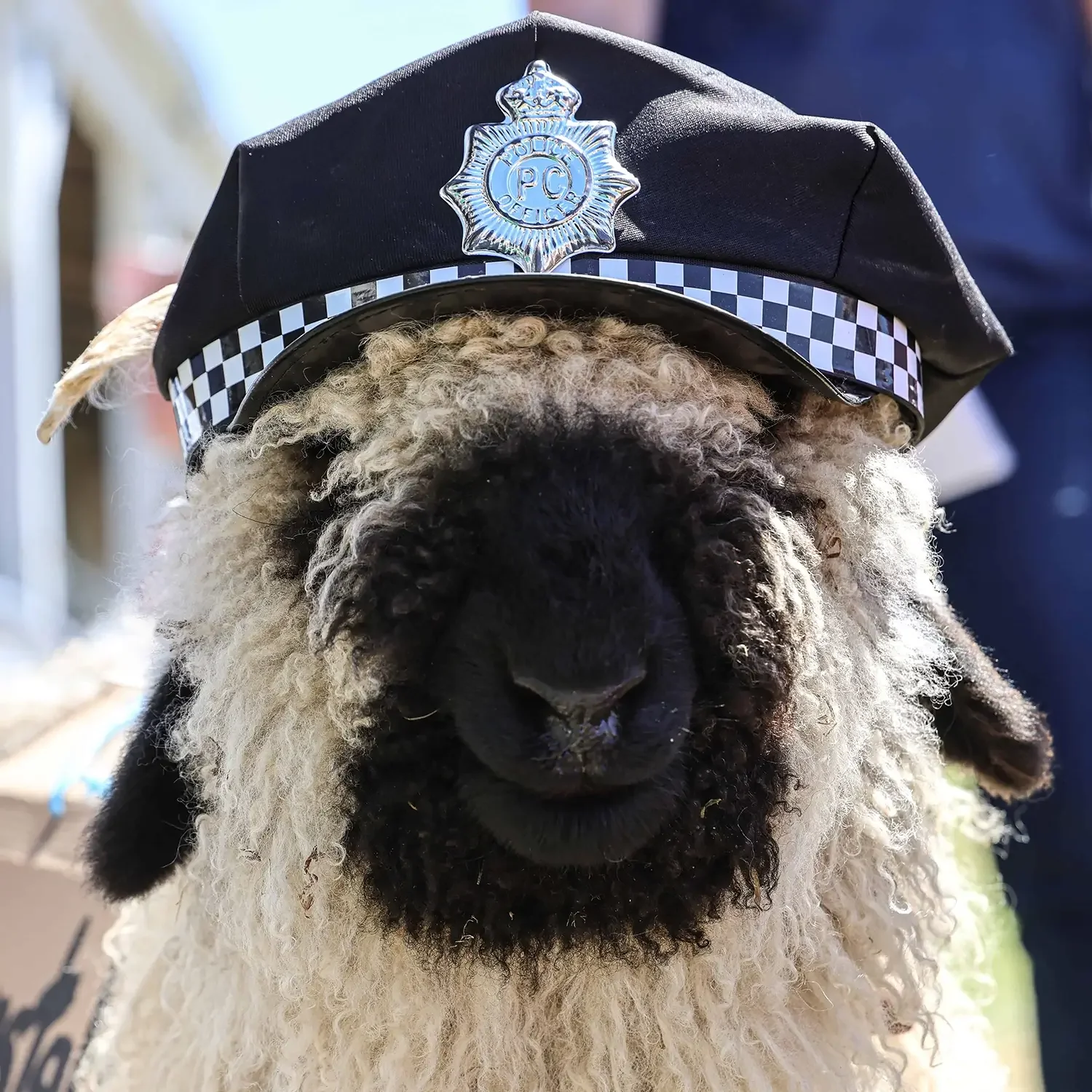 Gift Sheep Competition  
Would you like to be a sponsor – please download the Gift Sheep Sponsorship Form 
Gift Sheep Entry and or Cash Donation to be done online. Held after the Grand Parade. Enter online or on the day 