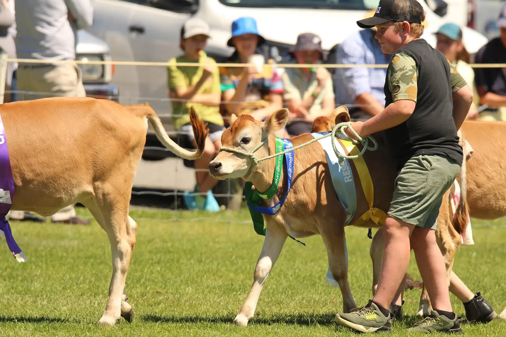 The Marlborough A&P Show - Show Information