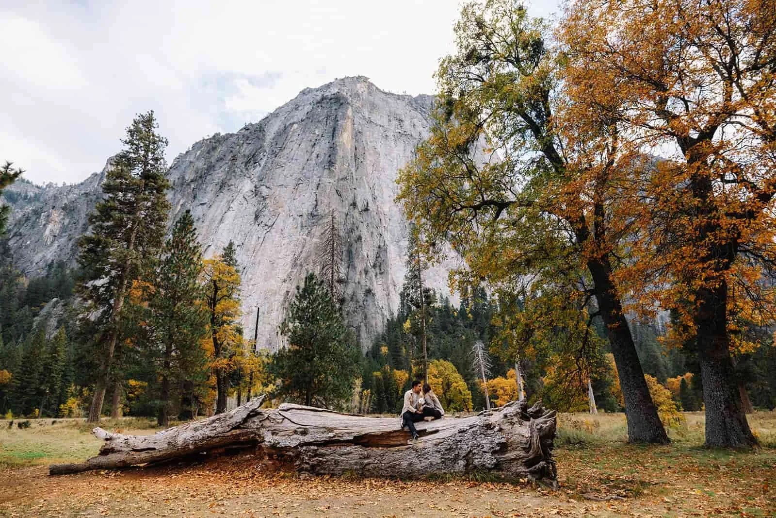 Couple sitting on a fallen log in Cathedral Meadow, Yosemite, surrounded by tall trees with a mountain in the background