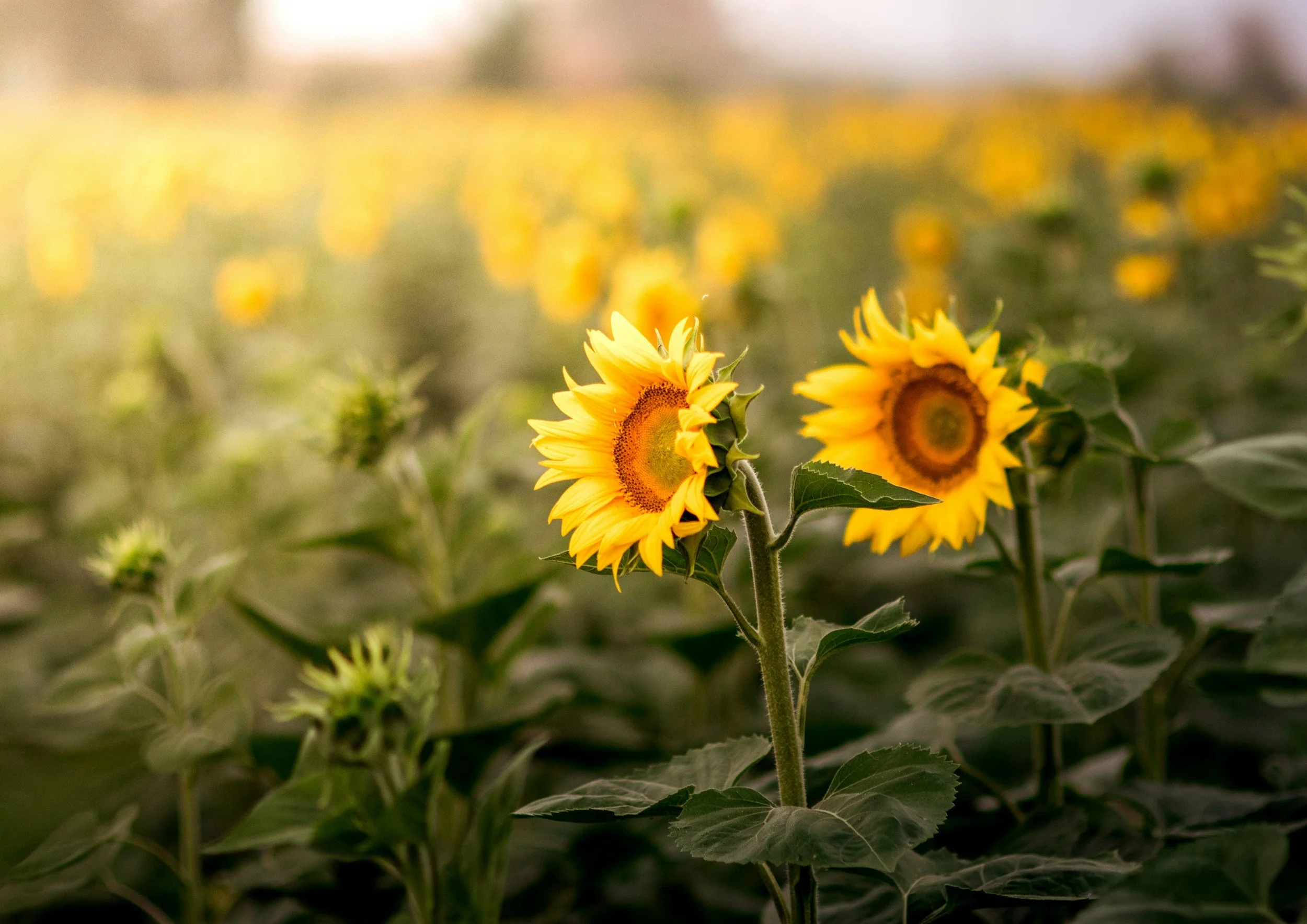 Two blooming sunflowers in a field with many more sunflowers in the background.