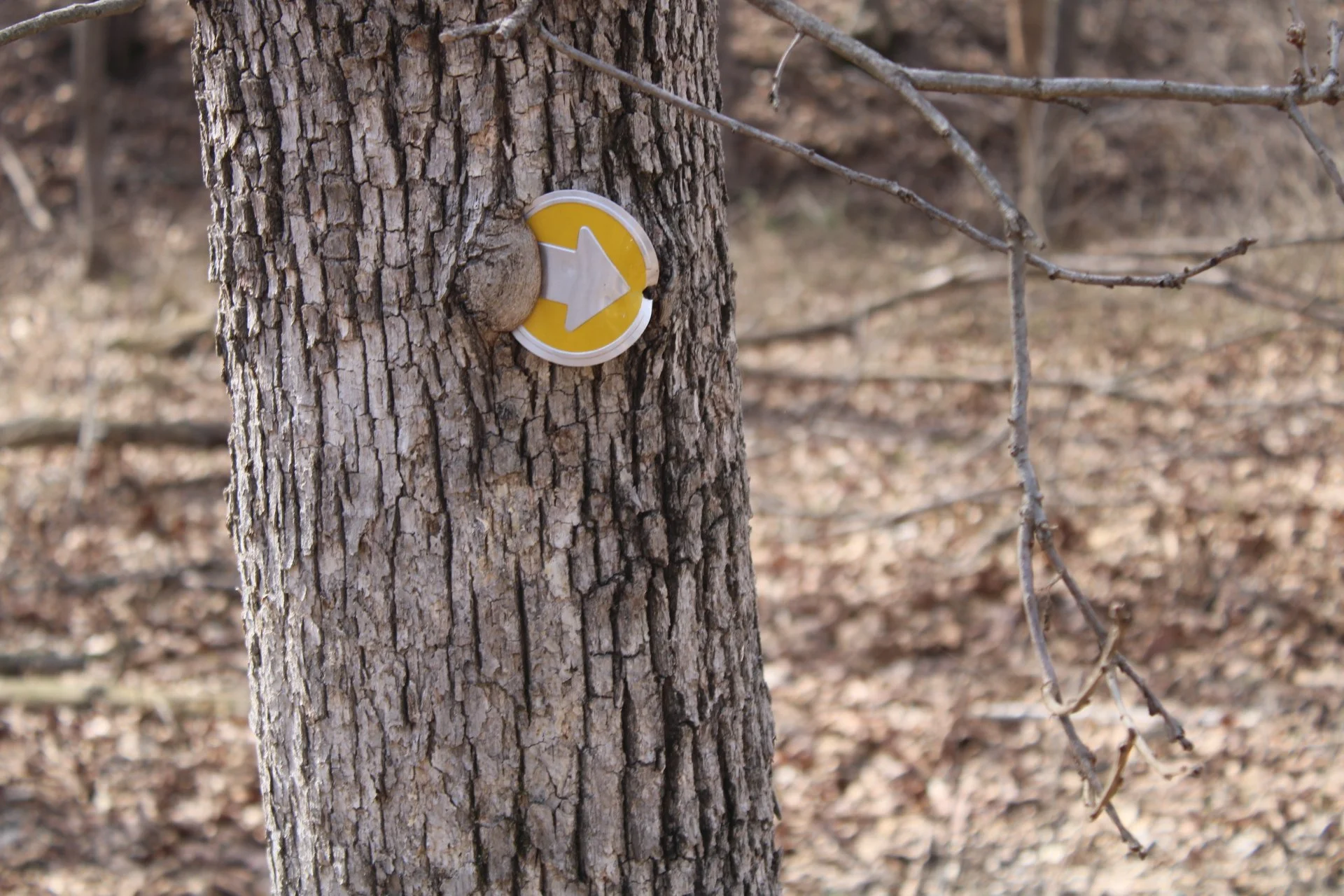 Sundrop Studios - Rolla, Missouri - Nature