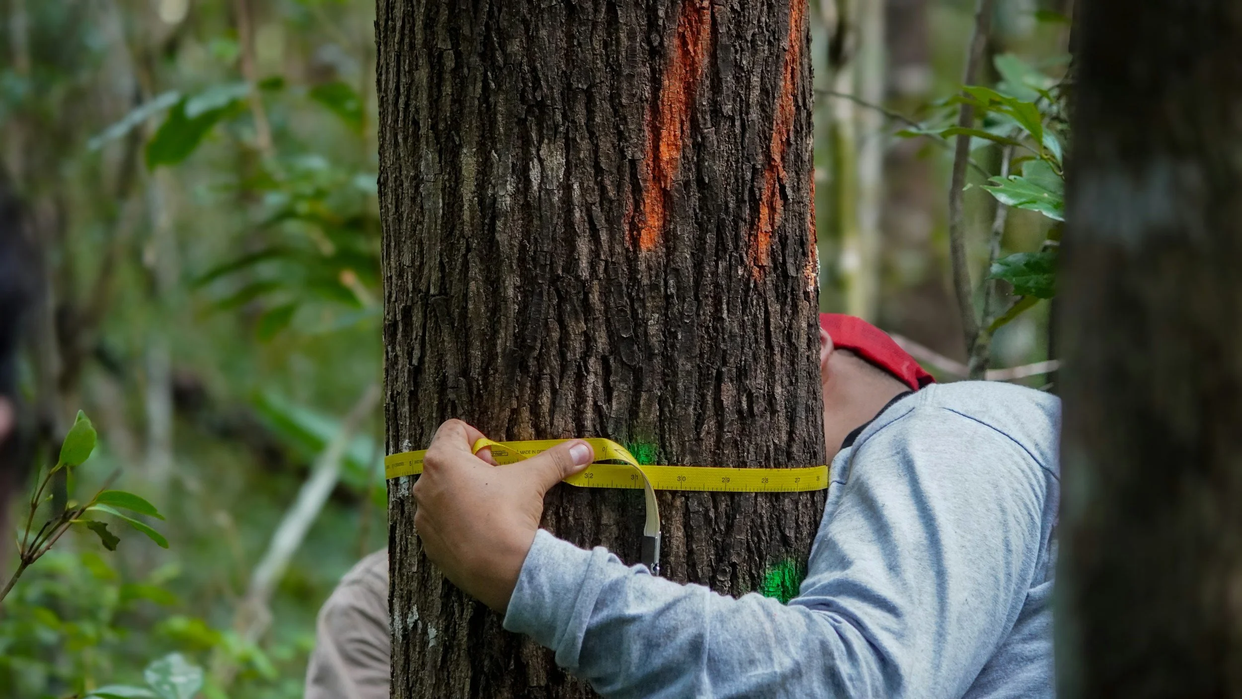 A person measuring the circumference of a tree trunk with a yellow measuring tape in a forest.