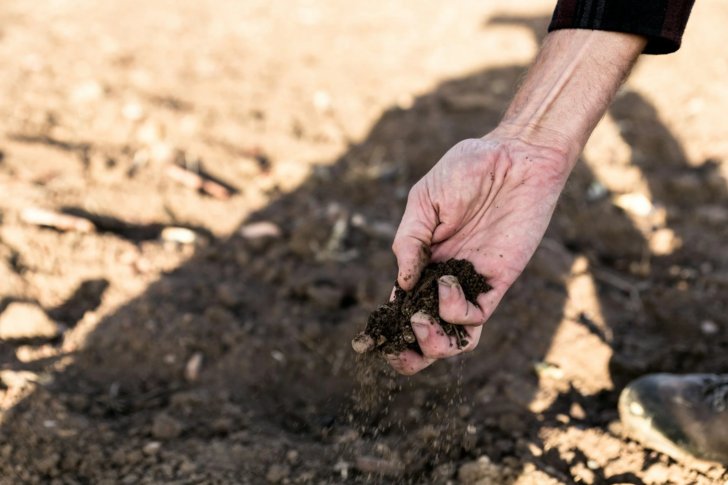 Close-up of a person's hand planting a seedling in soil outdoors.