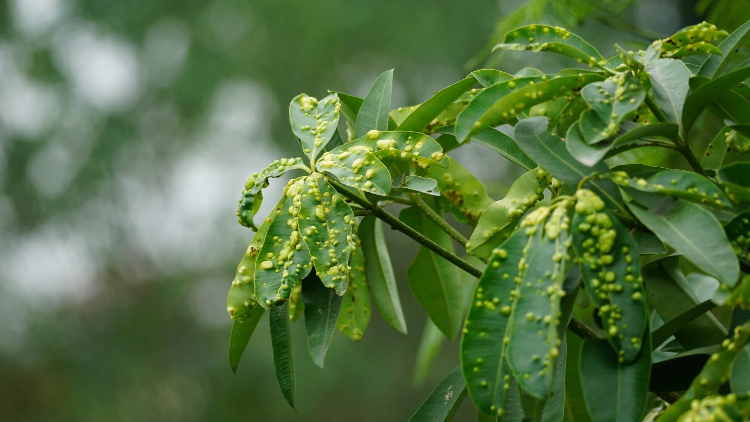 Close-up of green leaves with clusters of small, round, green berries or seed pods on a tree branch.