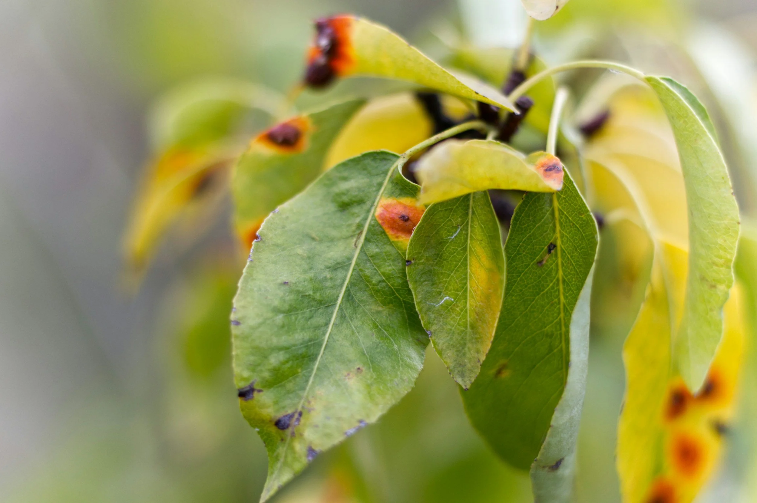 Close-up of green leaves with some showing signs of damage or disease, on a tree branch.