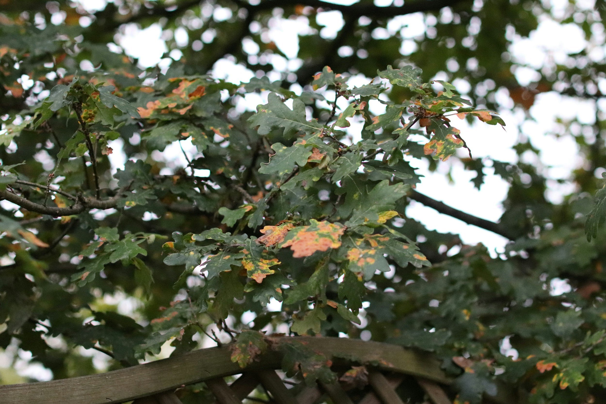 Close-up of green oak tree leaves with some brown spots, silhouetted against a bright, slightly cloudy sky, with some parts of a wooden lattice visible at the bottom.