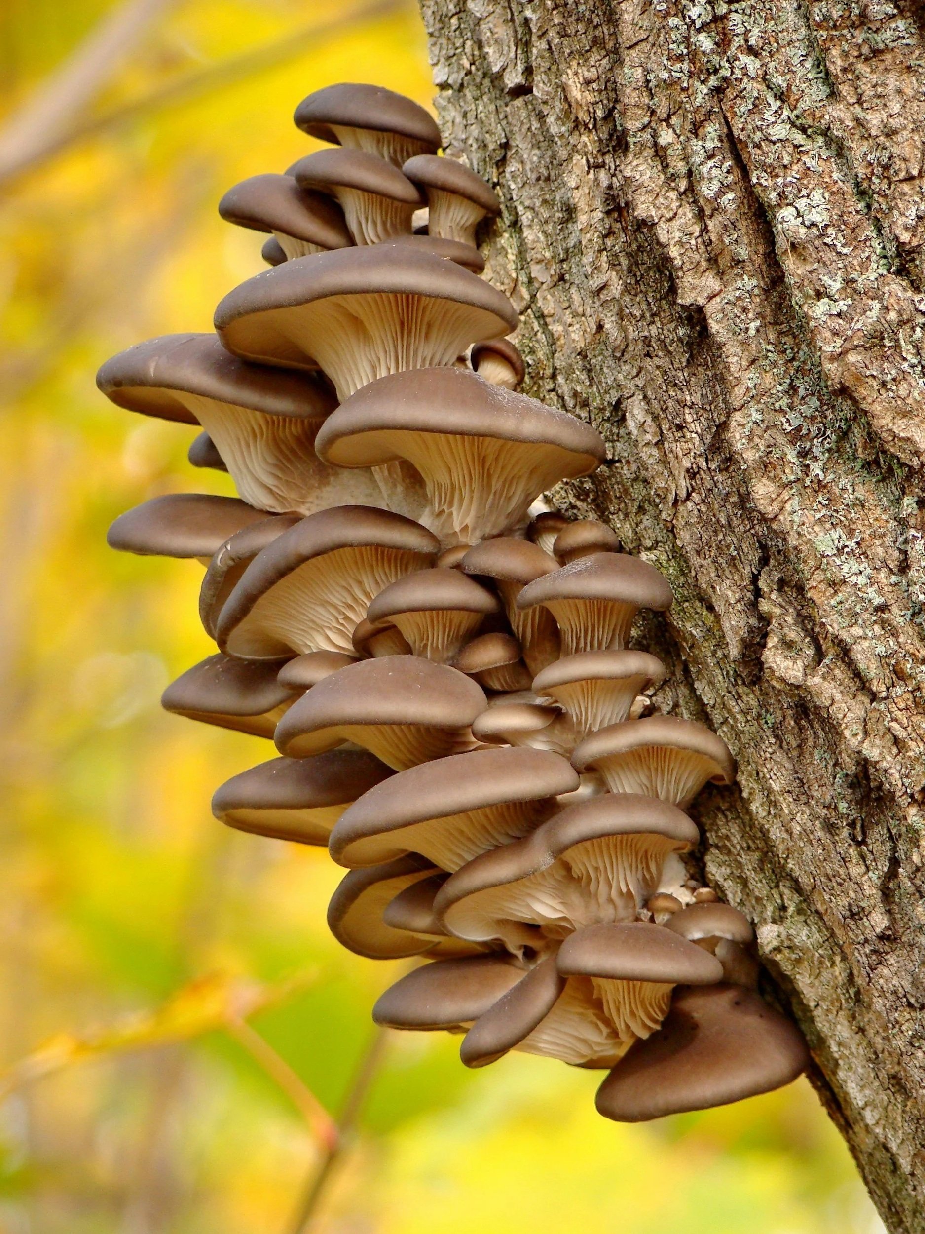 A cluster of brown mushrooms growing on the side of a tree trunk with a blurred yellow and green background.