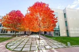 Lobbying for business and social impact