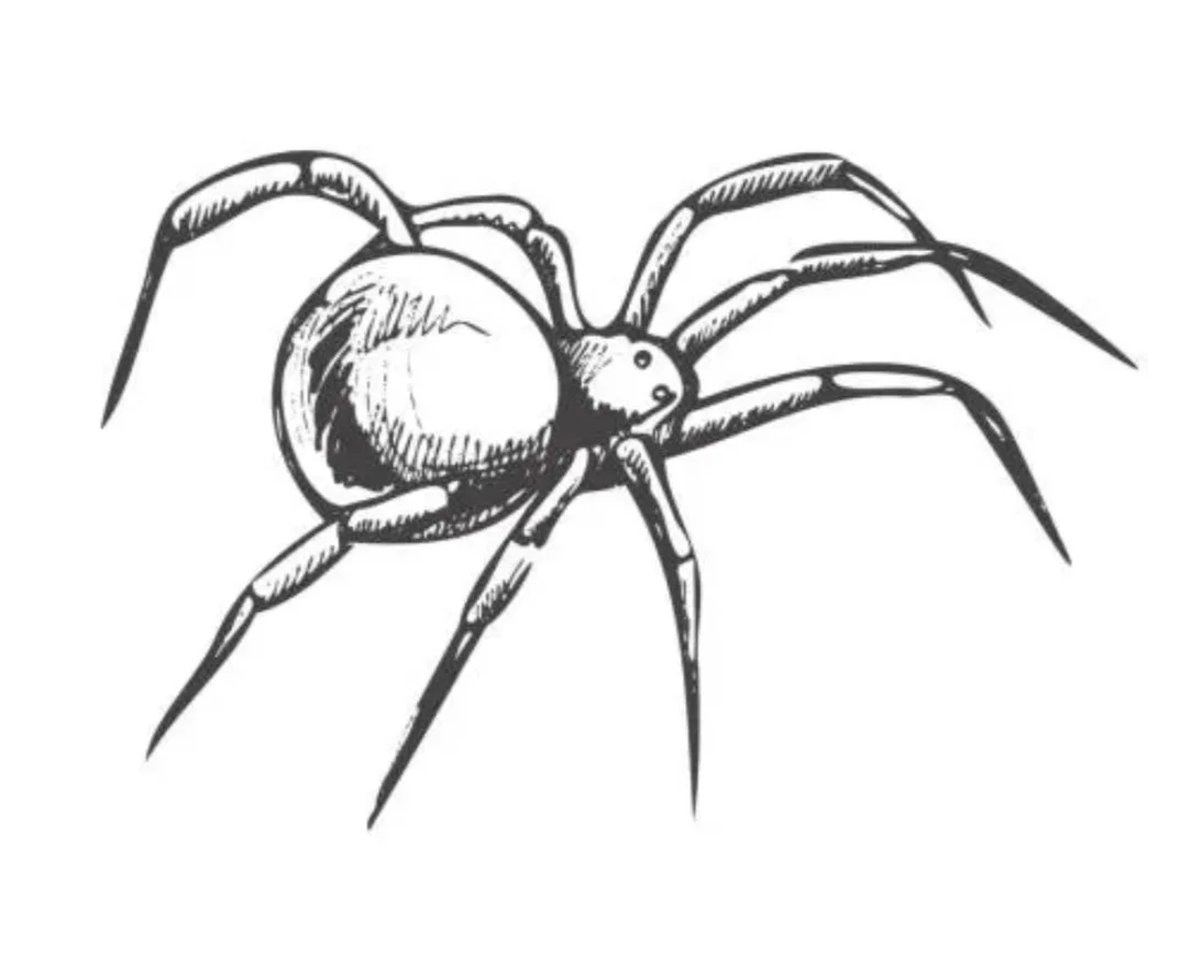 WEAVING SPIDERS