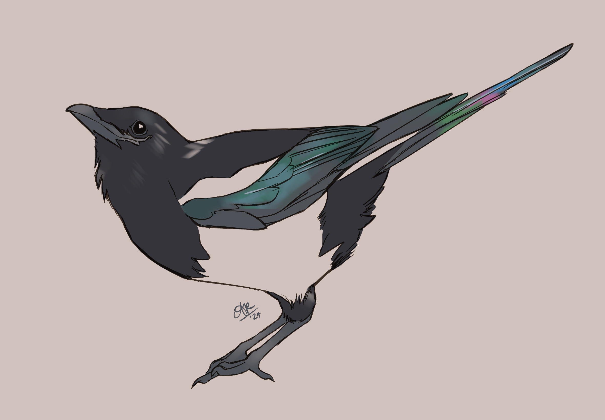 Black-billed magpie. 

Digital colored sketch of a black-and-white bird tilted forward while perched; its wingtips and tail feathers are iridescent blue-green-pink.