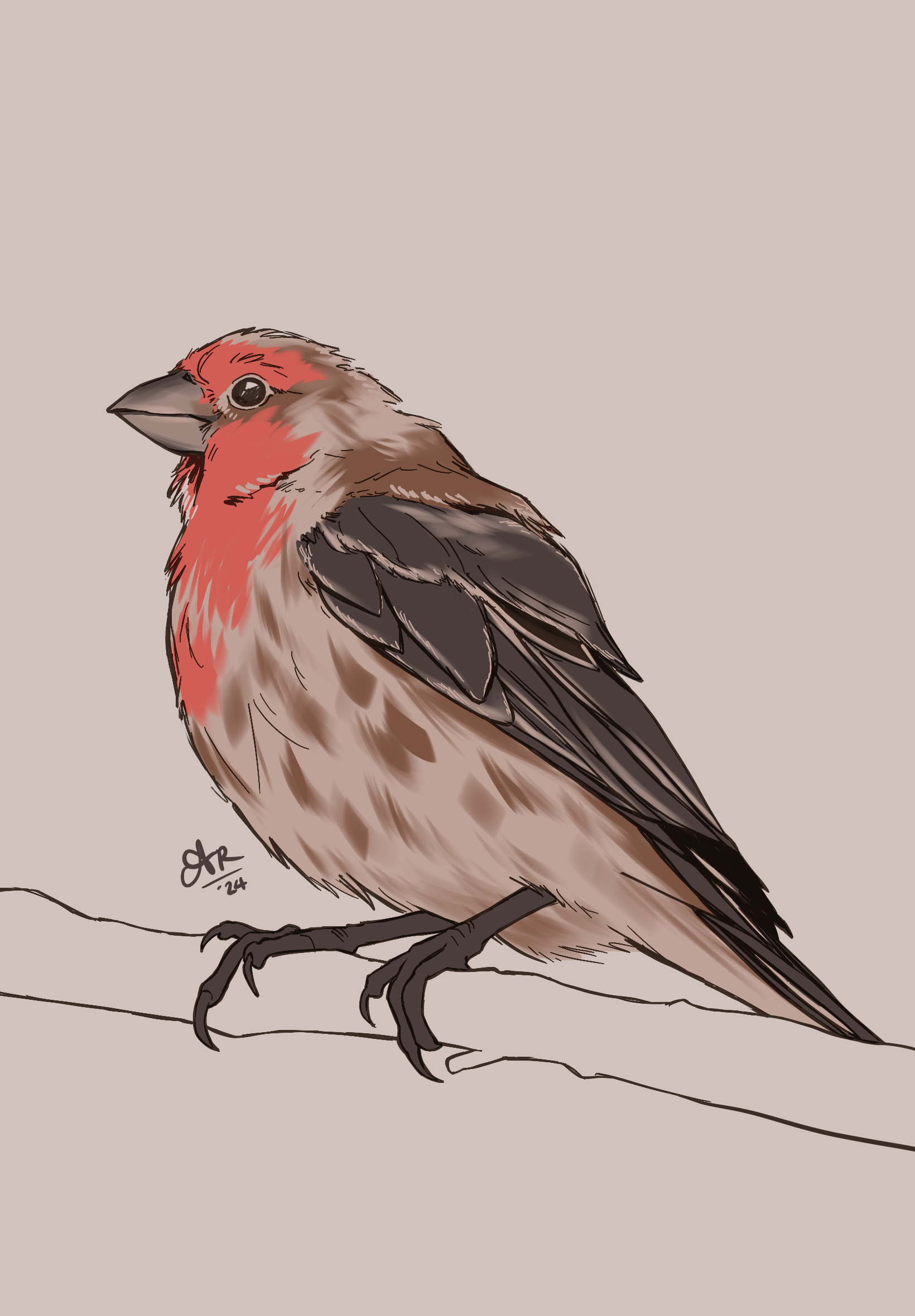 House finch. 

Digital drawing of a reddish-brownish patterned finch perched on a branch. It looks a little scruffy around the edges, since it’s molting.