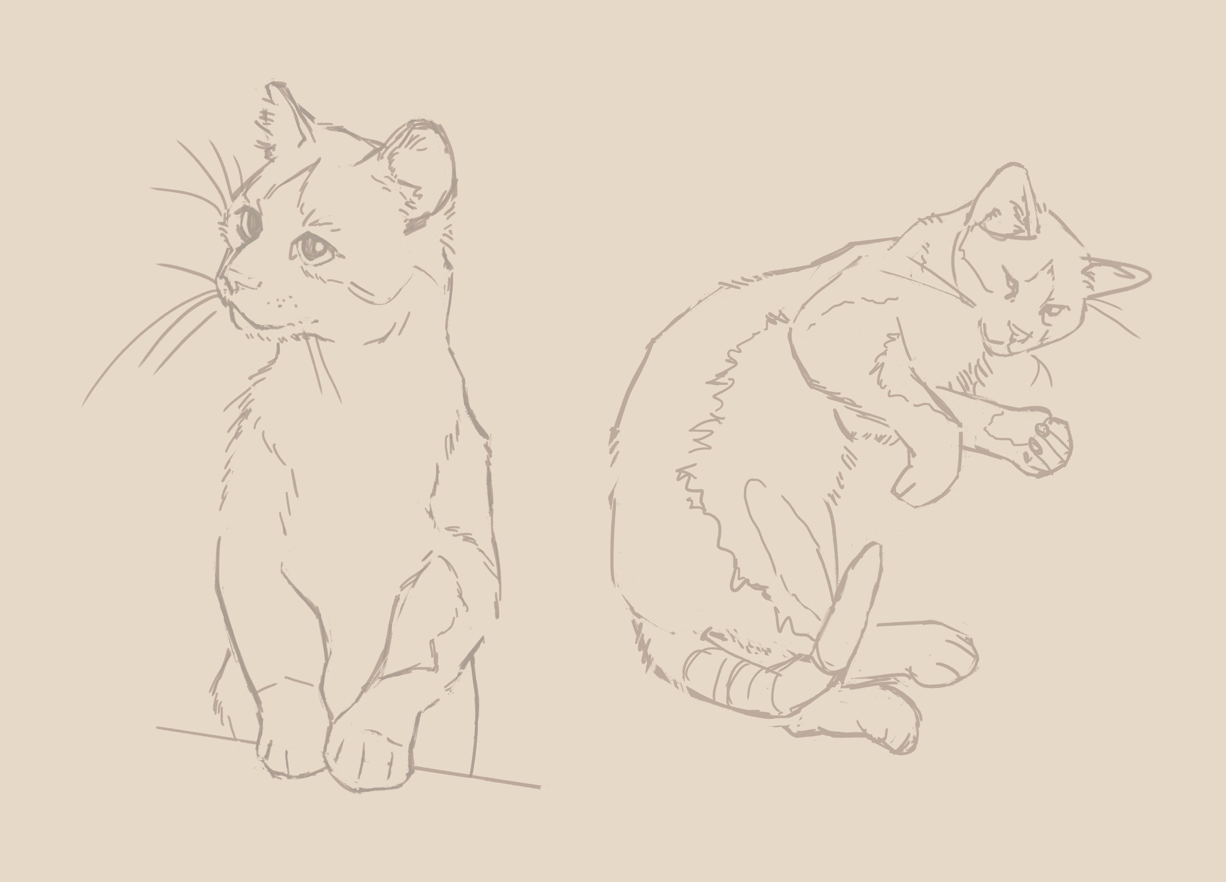 Carlton sketches.

Two loose, unfinished digital sketches of a cat. On the left he is standing upright on his hind legs, curiously investigating something. On the right, he is laying down and sleepy, partly curled up.