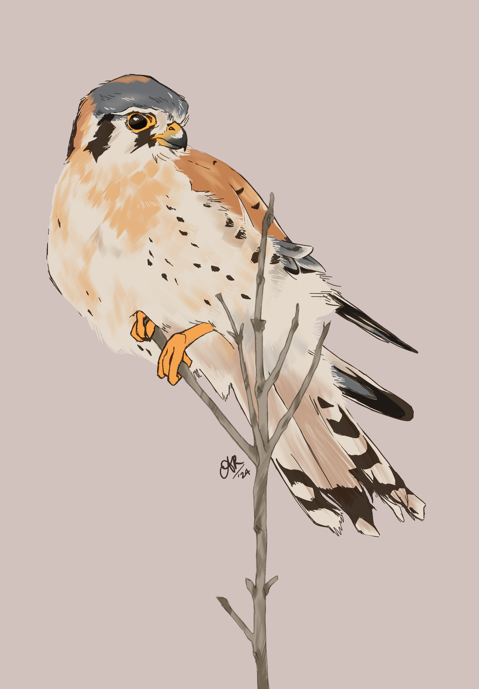 American kestrel. 

Digital drawing of a kestrel perched on top of an upright branch. it is loosely painted with reddish-oranges and greys.